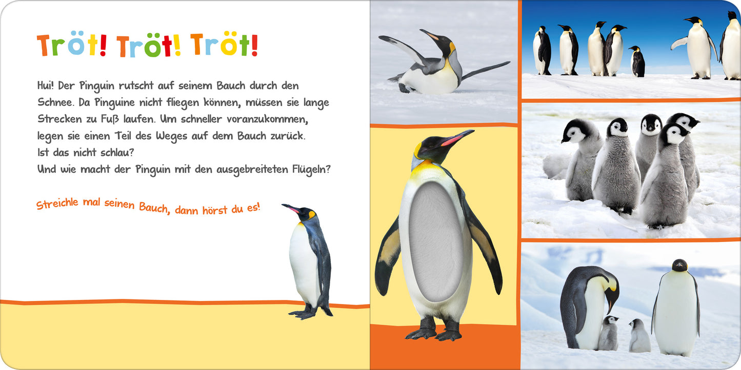 Gezeigt wird eine Innen- oder Zusatzansicht von „Hör mal rein, wer kann das sein? – Im Winter“. Auf der linken Seite befindet sich ein farbenfroher Text mit der Überschrift „Tröt! Tröt! Tröt!“, in kräftigem Gelb auf orangefarbenem Hintergrund. Der Text beschreibt die Bewegung von Pinguinen im Schnee. Auf der rechten Seite sind Fotos von verschiedenen Pinguinen in actionreichen Posen, vor einem hellblauen Himmel und in einer winterlichen Umgebung, die die Art und Weise, wie sie...