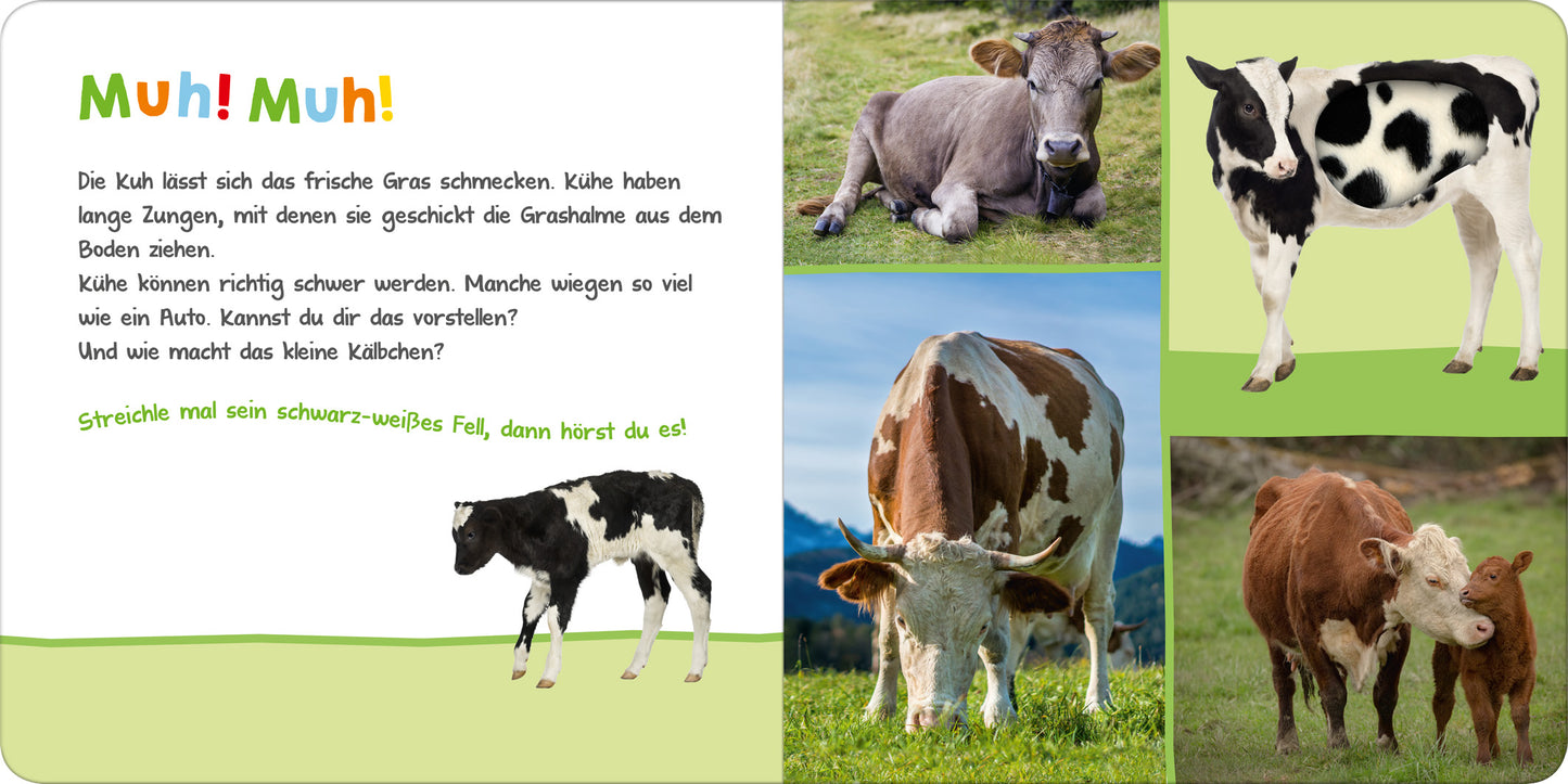 Gezeigt wird eine Innen- oder Zusatzansicht von „Hör mal rein, wer kann das sein? – Auf der Weide“. Die Seite präsentiert eine bunte, ansprechende Gestaltung mit großen, leicht lesbaren Buchstaben in einer freundlichen Schriftart. Der Text in Rot und Grün hebt sich vom hellen Hintergrund ab. Rechts sind vier verschiedene Kühe abgebildet, darunter eine schwarz-weiße und eine braune Kuh. Die lebendigen Farben und die dynamischen Bilder sprechen Kinder an und laden zum Erforschen ein.