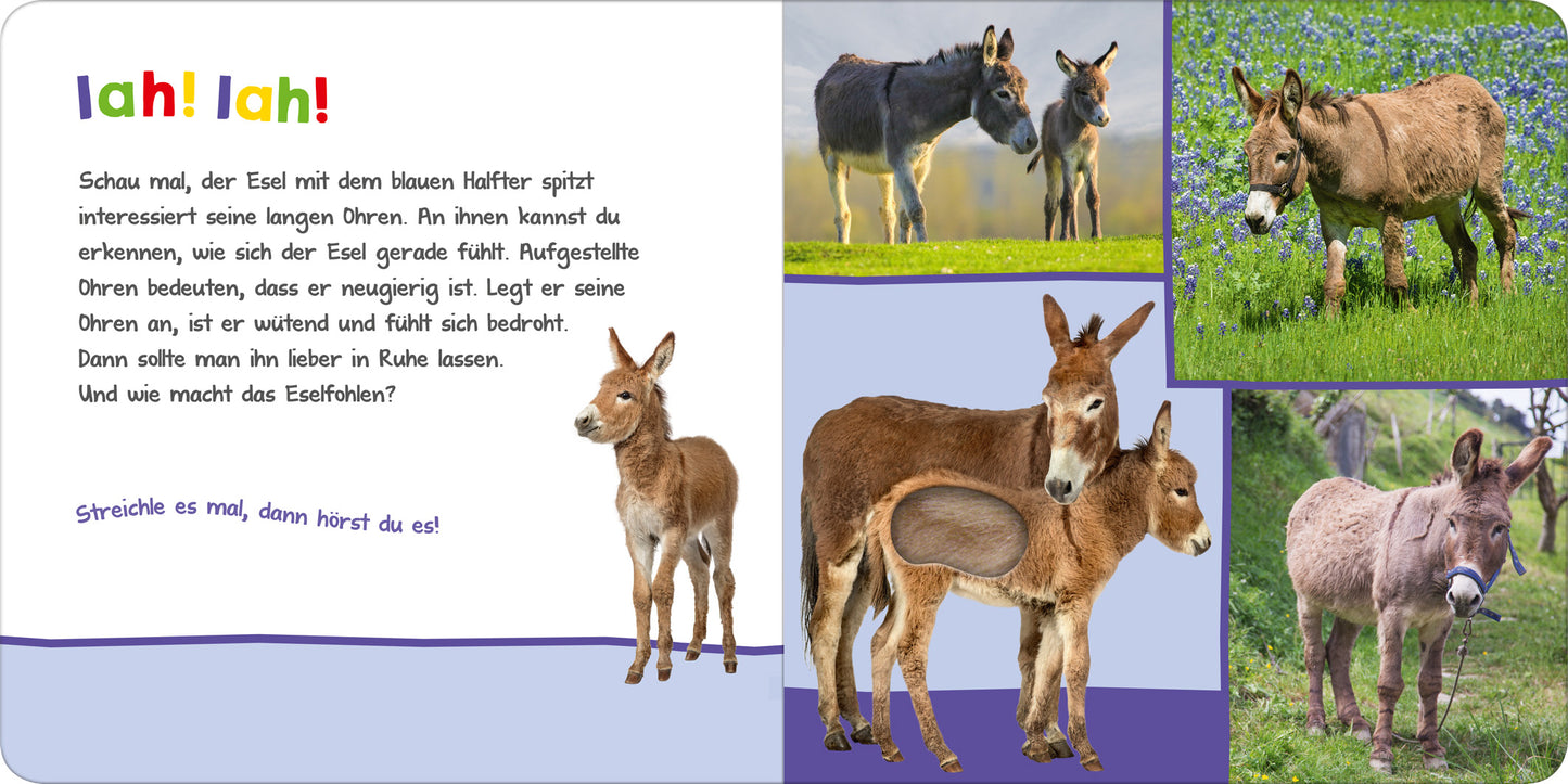 Gezeigt wird eine Innen- oder Zusatzansicht von „Hör mal rein, wer kann das sein? – Auf der Weide“. Die Seite zeigt bunte Illustrationen von Eseln in verschiedenen Posen, umgeben von einem farbenfrohen Hintergrund mit einer Wiese. Der Text in sanften Farben verwendet eine kindgerechte Schriftart und beginnt mit „lah! lah!“. Die Gestaltung spricht die Neugier der Kinder an und lädt zum Streicheln und Entdecken ein.