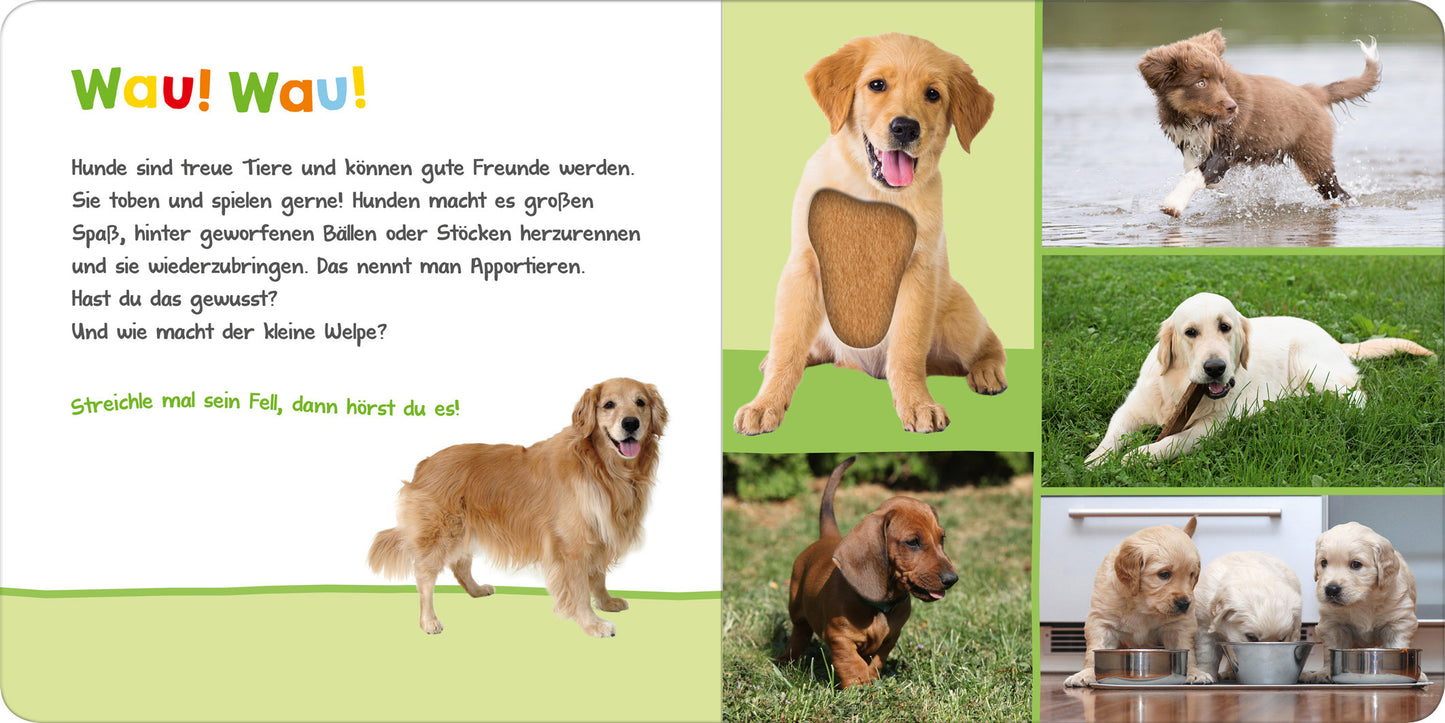 Gezeigt wird eine Innen- oder Zusatzansicht von „Hör mal rein, wer kann das sein? – Haustiere“. Auf der linken Seite steht in bunten, kindgerechten Buchstaben „Wau! Wau!“ über einem einladenden Text über Hunde. Die Farben sind lebhaft, mit einem weißen Hintergrund, der die typografischen Elemente hervorhebt. Auf der rechten Seite sind vier fröhliche Hundeporträts zu sehen, die verschiedene Rassen und Aktivitäten zeigen, darunter ein spielender Welpe und Hunde im Wasser.