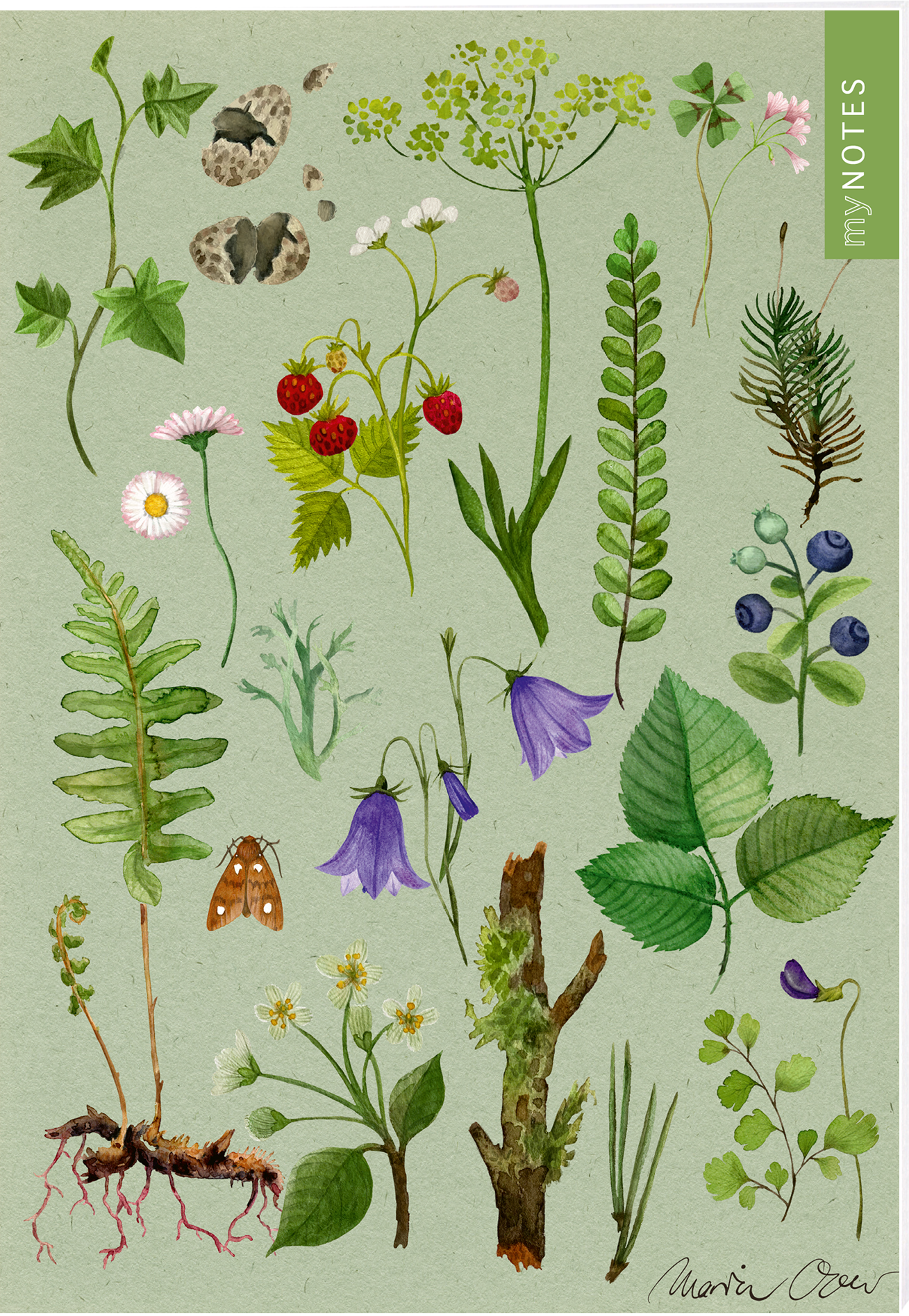 Das Buchcover zeigt eine Vielzahl von detaillierten, handgezeichneten Pflanzen und Blumen auf einem pastellgrünen Hintergrund. Darunter befinden sich unter anderem Waldfrüchte, Farns und kleine Blüten, die in sanften Farben wie Lila, Grün und Gelb gehalten sind. In der oberen rechten Ecke befindet sich ein grünes Feld mit dem Text „my NOTES“. Ganz unten mittig steht der Logoschriftzug von arsEdition.