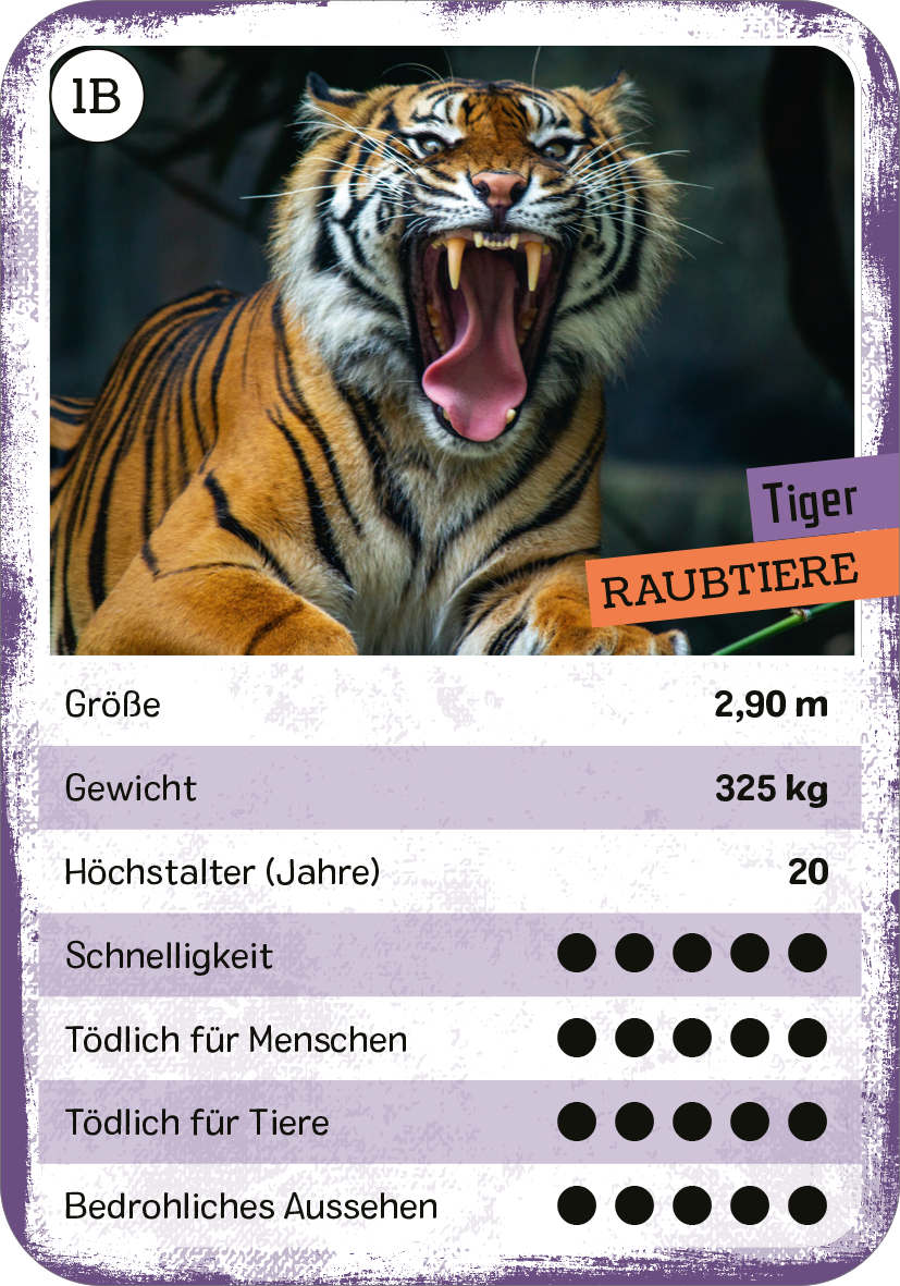 Gezeigt wird eine Innen- oder Zusatzansicht von „Das tödliche Quartett“. Die Darstellung zeigt das Raubtier „Tiger“ mit einem lebhaften, faulemorangefarbenen Fell und markanten, schwarz gestreiften Mustern. Im Hintergrund ist eine dunkle, natürliche Umgebung zu erkennen. Die weiße Typografie hebt wichtige Informationen wie Größe (2,90 m), Gewicht (325 kg) und Lebensspanne (20 Jahre) hervor. Eine lila Überschrift kennzeichnet die Kategorie „Raubtiere“ und eine farbige Skala...