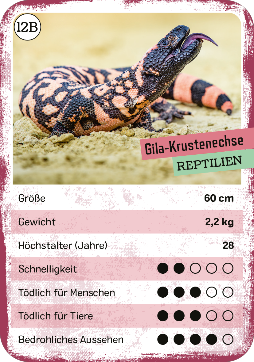 Gezeigt wird eine Innen- oder Zusatzansicht von „Das tödliche Quartett“. Die Darstellung zeigt einen Gila-Krustenechsen-Informationskarten mit einer hellen, sandfarbenen Hintergrundstruktur. Oben links befindet sich ein Kreis mit der Nummer „12B“. Darunter ist der Titel „Gila-Krustenechse“ in einer kräftigen Schriftart, gefolgt von „REPTILIEN“ in einer grün-blauen Box. Es sind einzelne Angaben zu Größe, Gewicht und Lebensdauer aufgelistet, ergänzt durch individuelle...