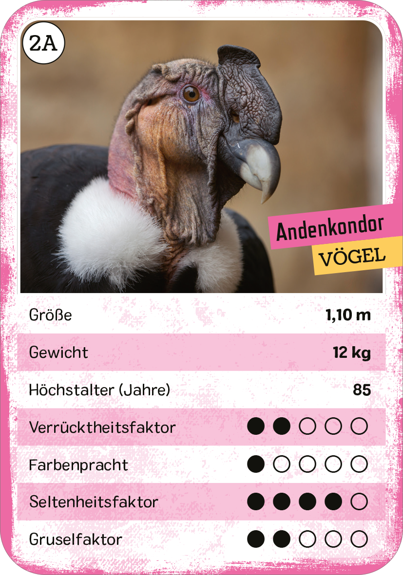 Gezeigt wird eine Innen- oder Zusatzansicht von „Das verrückte Quartett“. Die Karte zeigt einen Andenkondor mit detailliertem Kopf in natürlicher Umgebung. Der Hintergrund ist unscharf gehalten, um den Blick auf den Vogel zu lenken. Die obere rechte Ecke hebt den Titel „Andenkondor“ in gelber Schrift hervor, umgeben von einer rosa Umrandung. Darunter sind Kategorien wie Größe, Gewicht und Höchstalter in klarer, gut lesbarer Schrift auf gelbem und pinkem Hintergrund dargestellt....