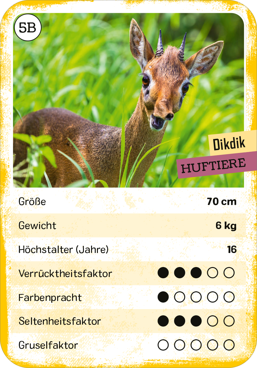 Gezeigt wird eine Innen- oder Zusatzansicht von „Das verrückte Quartett“. Die Karte zeigt ein Dikdik in einer grünen Wiese, umgeben von hohem Gras. Der Hintergrund ist hellgrün und vermittelt eine frische Naturatmosphäre. Oben rechts ist der Name „Dikdik“ in gelben, modernen Buchstaben platziert, während darunter die Kategorie „Huftiere“ in einem lilafarbenen Banner erscheint. Die Typografie der Informationen zu Größe, Gewicht und Höchstalter ist übersichtlich und klar...