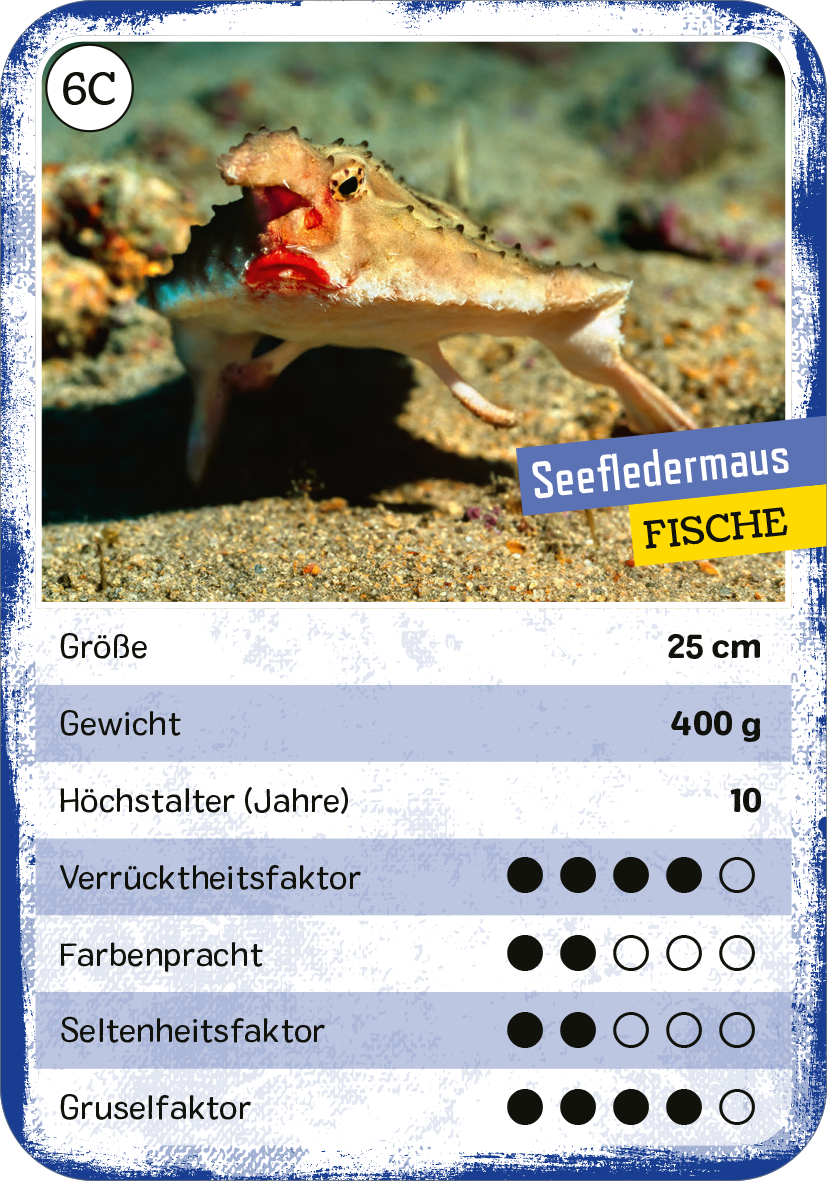 Gezeigt wird eine Innen- oder Zusatzansicht von „Das verrückte Quartett“. Die Karte zeigt einen Seefledermausfisch auf einem Unterwasserhintergrund. Der Fisch hat eine besondere Form und lebhafte Farben, die ihn aus der Umgebung abheben. Über dem Bild befindet sich der Titel „Seefledermaus“ in gelber Schrift auf blauem Grund, während die Kategorie „FISCHE“ in Weiß darunter aufgeführt ist. Die Informationsfelder sind in einfacher Schrift gehalten und zeigen Größe, Gewicht und...