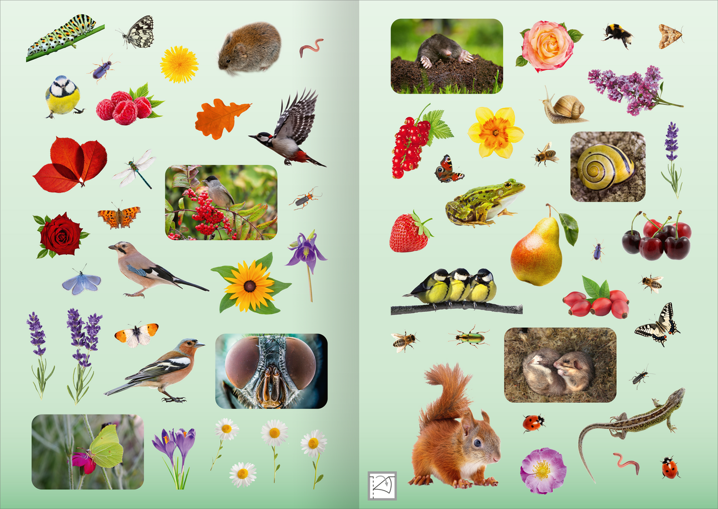 Gezeigt wird eine Innen- oder Zusatzansicht von „Naturforscher-Kids – Fotosticker Im Garten“. Die Seite zeigt eine Vielfalt an bunten Fotostickern mit verschiedenen Pflanzen, Tieren und Insekten auf einem sanften grünen Hintergrund. Zentrale Elemente sind unter anderem Vögel, verschiedene Blumen, ein Eichhörnchen und eine Schnecke, die in rechteckigen Feldern angeordnet sind. Die Schrift ist klar und kindgerecht gestaltet, um die Identifikation der Abbildungen zu erleichtern.