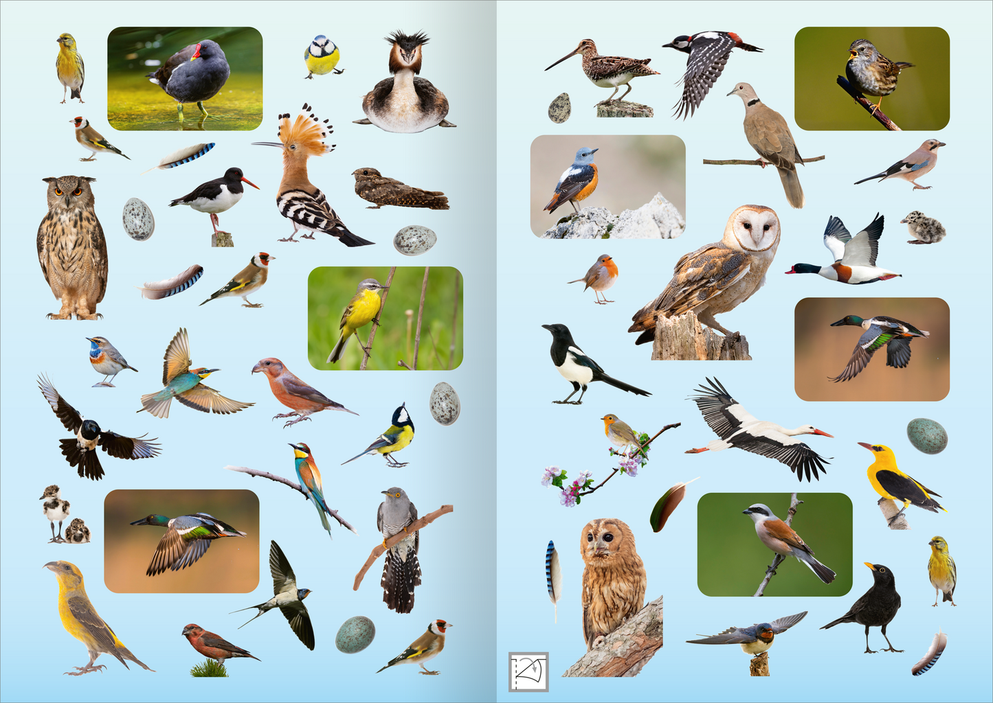 Gezeigt wird eine Innen- oder Zusatzansicht von „Naturforscher-Kids – Fotosticker Vögel“. Die Seite präsentiert verschiedene Vogelarten in lebendigen Farben und detailreichen Fotografien. Auf einem sanften blauen Hintergrund sind die Vögel unterschiedlich angeordnet, einige in rechteckigen Feldern. Die Typografie ist klar und kindgerecht gestaltet, mit hervorgehobenen Namen der Vögel. Es sind auch einige Eier und Federn abgebildet, die das thematische Konzept ergänzen.