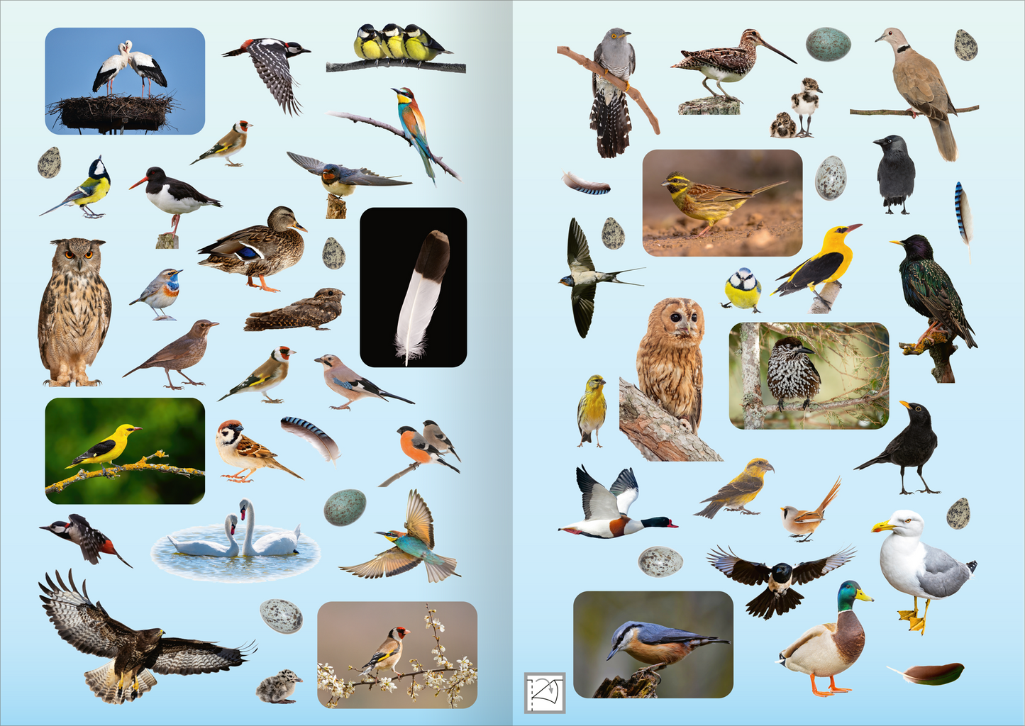 Gezeigt wird eine Innen- oder Zusatzansicht von „Naturforscher-Kids – Fotosticker Vögel“. Auf einer sanft blauen Hintergrundseite sind zahlreiche Illustrationen von Vögeln in verschiedenen Farben angeordnet. Zu sehen sind sowohl realistische Vogelbilder als auch stilisierte Darstellungen. Die Typografie ist klar und kindgerecht gestaltet, wobei die Vogelarten eventuell mit kurzen Bezeichnungen versehen sind. Die Darstellung ist bunt und ansprechend, um das Interesse von Kindern zu...