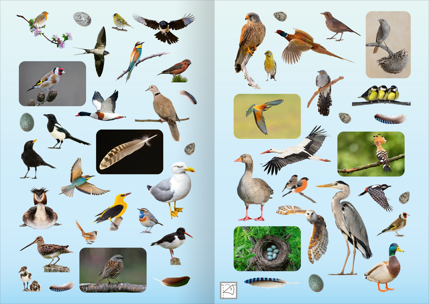 Gezeigt wird eine Innen- oder Zusatzansicht von „Naturforscher-Kids – Fotosticker Vögel“. Die Darstellung zeigt eine Vielzahl von Vögeln in lebendigen Farben, angeordnet auf einem sanft blauen Hintergrund. Es sind unter anderem Greifvögel, Singvögel und Wasservögel zu sehen, die in unterschiedlichen Posen abgebildet sind. Einige Vögel sind in Kästen hervorgehoben, um eine klare Trennung zu schaffen. Die Typografie ist kindgerecht, freundlich und gut lesbar.