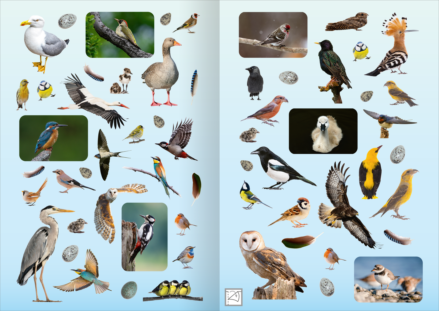 Gezeigt wird eine Innen- oder Zusatzansicht von „Naturforscher-Kids – Fotosticker Vögel“. Die Seite zeigt zahlreiche farbenfrohe Abbildungen verschiedener Vögel, die in unterschiedlichen Positionen und Größen angeordnet sind. Auf einem sanften, blauen Hintergrund heben sich die Vögel in lebhaften Farben, darunter Rot, Gelb und Grün, gut ab. Die Typografie ist klar und kindgerecht, was die Ansprache einer jungen Zielgruppe unterstützt. Es sind auch einzelne Federn und Eierschalen...