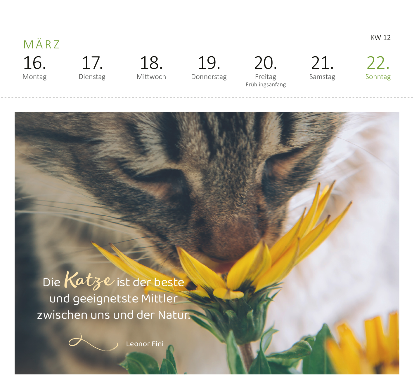 Gezeigt wird eine Innen- oder Zusatzansicht von „Postkartenkalender Katzenweisheiten 2026“. Die Ansicht zeigt eine sanfte Farbpalette mit warmen Erdtönen und leuchtendem Gelb der Blumen. Im Vordergrund steht eine Katze, die an einer Blume schnuppert. Unter dem Bild befindet sich der Text „Die Katze ist der beste und geeignetste Mittler zwischen uns und der Natur.“ in klarer, eleganter Typografie. Die Wochentage des Monats März sind in einer minimalistischen Schriftart am oberen Rand...