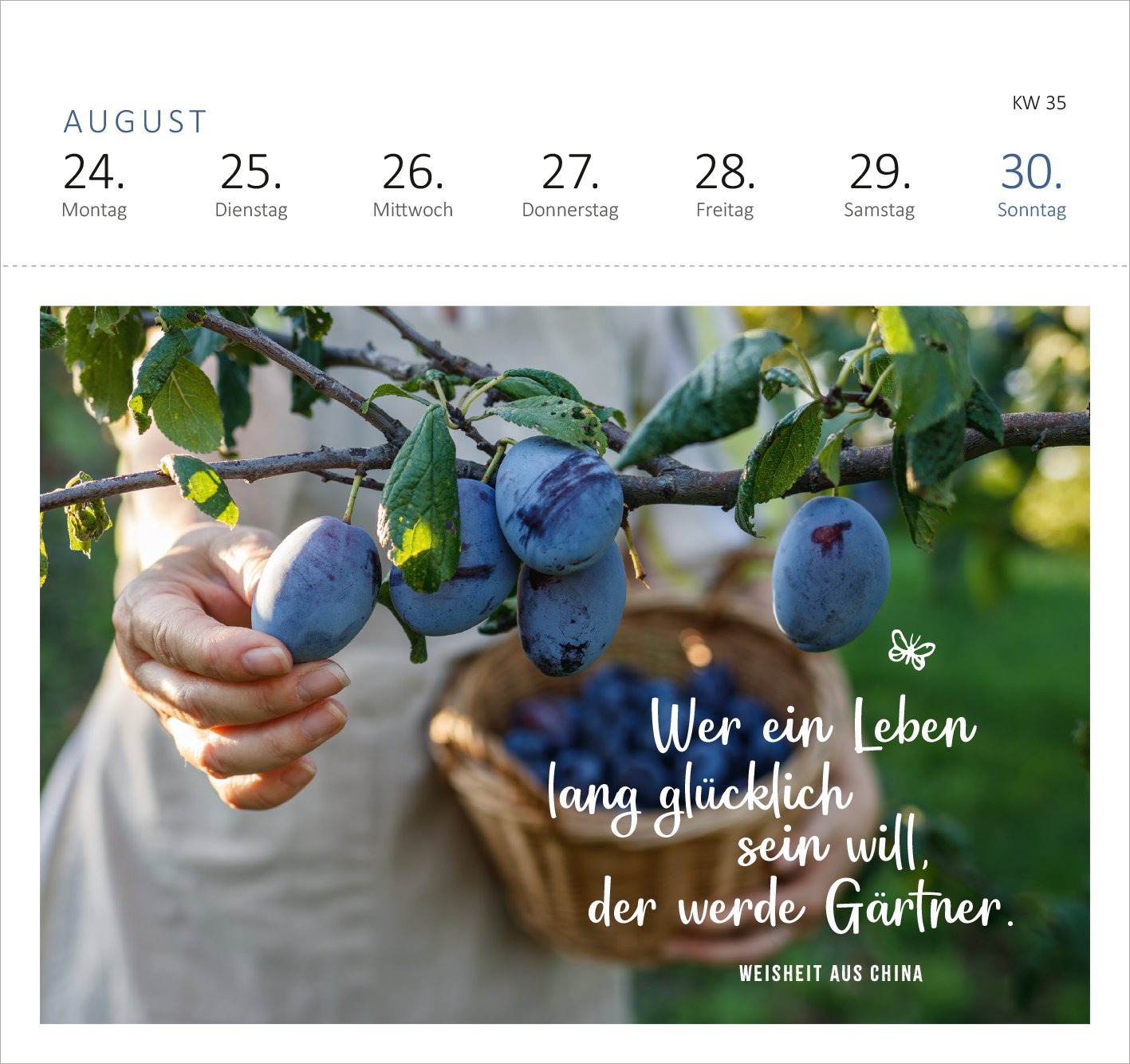 Gezeigt wird eine Innen- oder Zusatzansicht von „Postkartenkalender Gartenglück 2026“. Die Szene zeigt eine Hand, die aus einem Zweig Pflaumen pflückt. Im Hintergrund ist ein Korb mit weiteren Pflaumen sichtbar. Der Schriftzug „Wer ein Leben lang glücklich sein will, der werde Gärtner“ ist in einer verspielten, fließenden Schriftart in Weiß platziert. Die Farben sind warm und natürlich, dominiert von Grüntönen und dem tiefen Violett der Pflaumen.