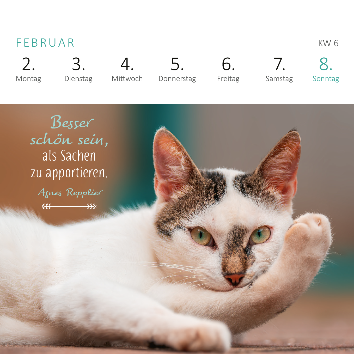 Gezeigt wird eine Innen- oder Zusatzansicht von „Mini-Wochenkalender Katzenweisheiten 2026“. Die Ansicht zeigt den Monat Februar mit einer Darstellung von entworfenen Tagen. Oben sind die Wochentage in sanften Türkistönen angeführt. Darunter ist ein bildfüllendes Foto einer weißen Katze mit grünen Augen, die lässig auf einem Untergrund liegt. Am unteren Rand steht in verspielter Schrift der Spruch „Besser schön sein, als Sachen zu apportieren“ von Agnes Repplier. Der Hintergrund...