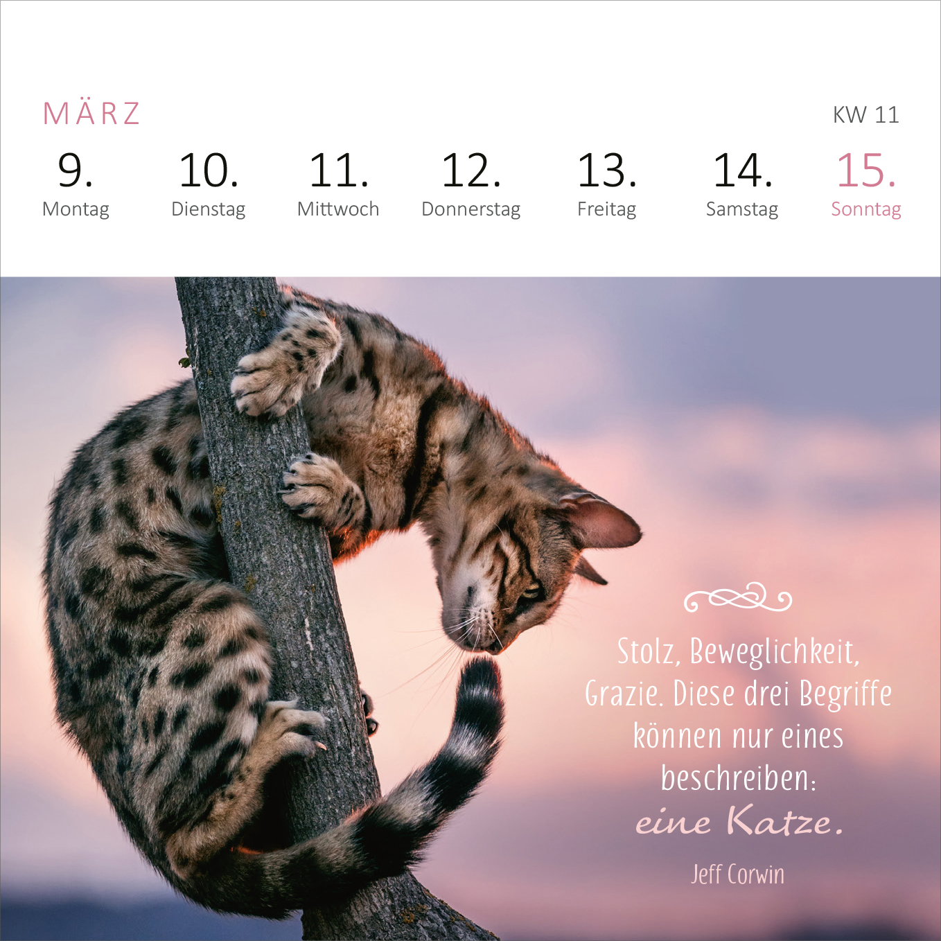 Gezeigt wird eine Innen- oder Zusatzansicht von „Mini-Wochenkalender Katzenweisheiten 2026“. Die Seite zeigt den Monat März mit abgebildeten Datumsangaben in sanften, grauen Tönen. Ein ausdrucksvoller, katzenartiger Blick auf einen neugierigen, kletternden Kater ist im unteren Teil zu sehen. Neben dem Bild befindet sich ein inspirierendes Zitat von Jeff Corwin in eleganter, geschwungener Schrift, das in einer sanften, hellen Farbe hervorgehoben ist.