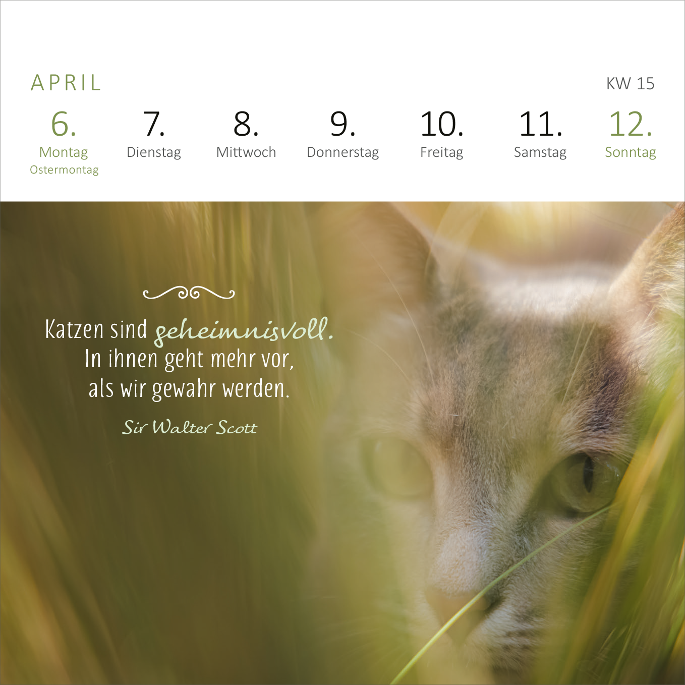 Gezeigt wird eine Innen- oder Zusatzansicht von „Mini-Wochenkalender Katzenweisheiten 2026“. Die Seite zeigt den Monat April mit einem sanften, verschwommenen Hintergrund, der eine Katze in Gras darstellt. Oberhalb sind die Wochentage in klaren, modernen Sans-Serif-Schriftarten angeordnet. Das Zitat von Sir Walter Scott, hervorgehoben in einer geschwungenen Serifenschrift, lautet: „Katzen sind geheimnisvoll. In ihnen geht mehr vor, als wir gewahr werden.“ Die Farbpalette ist sanft,...