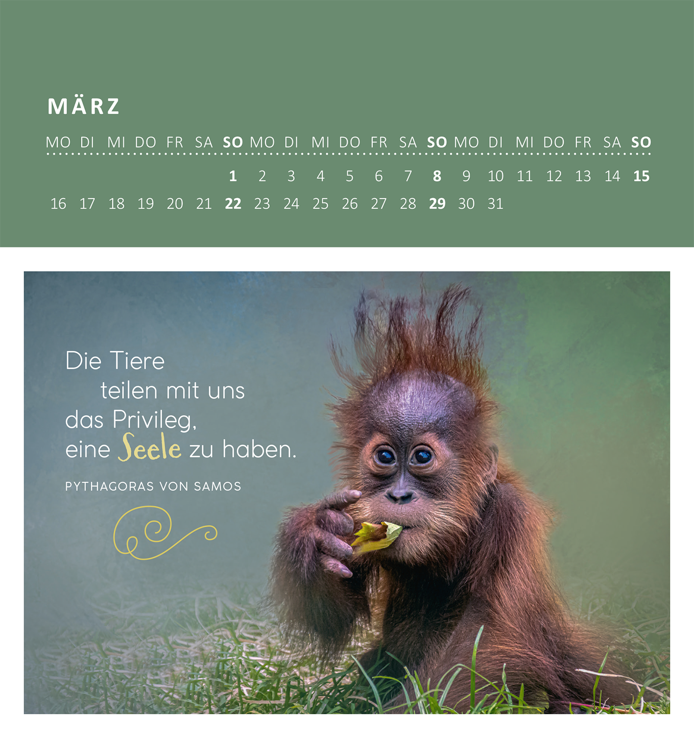Gezeigt wird eine Innen- oder Zusatzansicht von „Wandkalender Süße Tierkinder 2026“. Auf der Seite für März ist ein niedlicher Orang-Utan zu sehen, der mit einem Blatt spielt. Der Hintergrund ist sanft in Grüntönen gehalten. Darüber steht der Text „Die Tiere teilen mit uns das Privileg, eine Seele zu haben“ in eleganter, weißer Schrift. Unterhalb des Zitats befindet sich die Quellenangabe „Pythagoras von Samos“ in kleinerer Schrift. Die gesamte Gestaltung vermittelt eine...