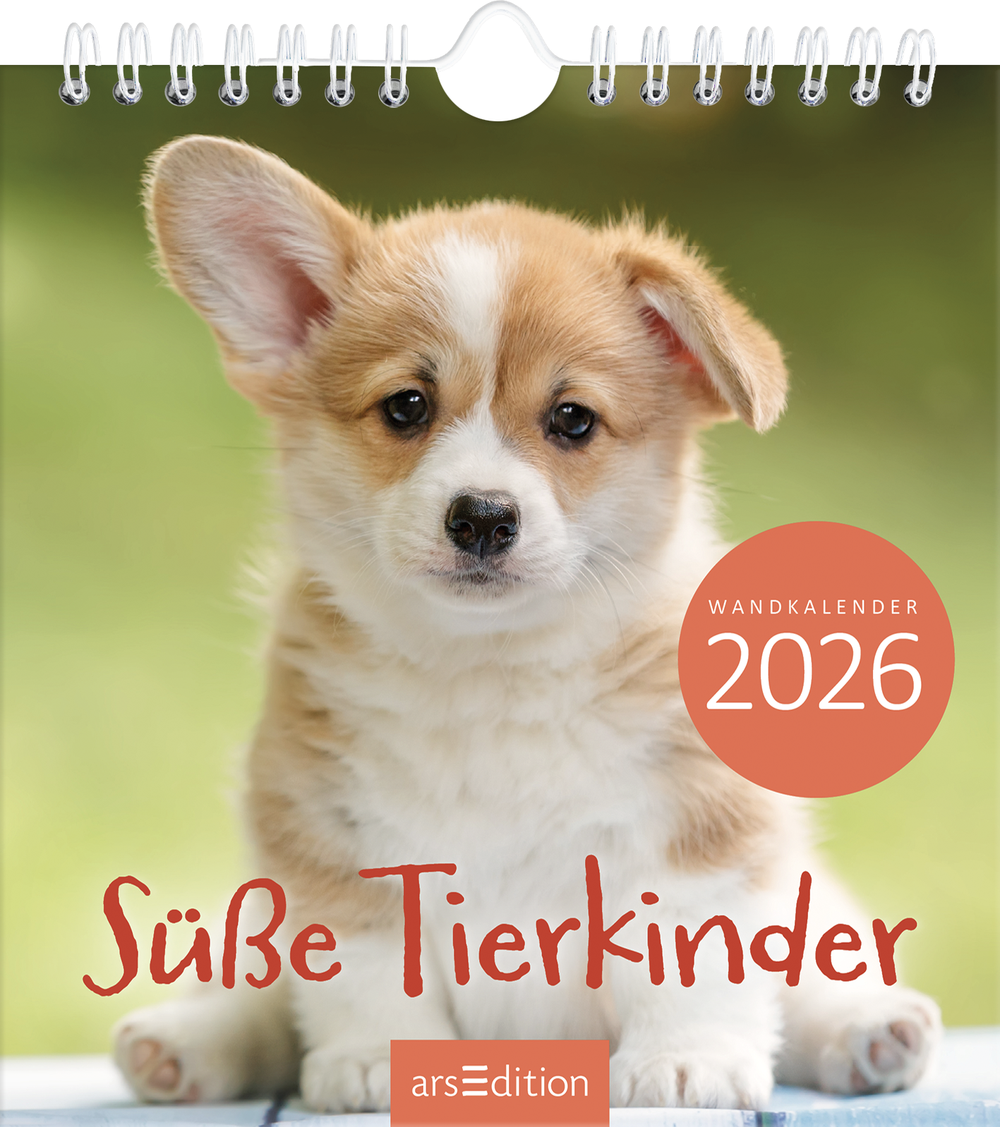 Das Cover zeigt einen süßen, kleinen Corgi-Welpen mit großen, ausdrucksvollen Augen und einem weichen, beigen Fell. Der Hintergrund ist unscharf und in sanften Grüntönen gehalten, was eine fröhliche Atmosphäre vermittelt. Der Titel „Süße Tierkinder“ ist in einer verspielten, rot-orangen Schrift mittig platziert. Oben rechts befindet sich ein runder Button mit der Aufschrift „WANDKALENDER 2026“. Ganz unten mittig steht der Logoschriftzug von arsEdition.