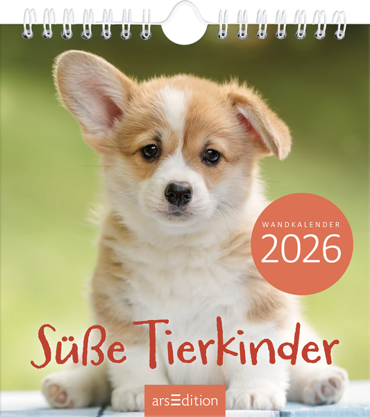 Das Cover zeigt einen süßen, kleinen Corgi-Welpen mit großen, ausdrucksvollen Augen und einem weichen, beigen Fell. Der Hintergrund ist unscharf und in sanften Grüntönen gehalten, was eine fröhliche Atmosphäre vermittelt. Der Titel „Süße Tierkinder“ ist in einer verspielten, rot-orangen Schrift mittig platziert. Oben rechts befindet sich ein runder Button mit der Aufschrift „WANDKALENDER 2026“. Ganz unten mittig steht der Logoschriftzug von arsEdition.