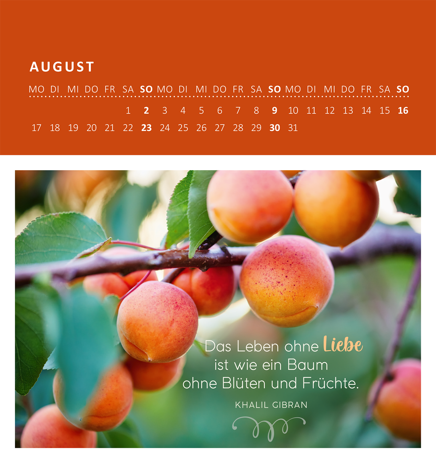 Gezeigt wird eine Innen- oder Zusatzansicht von „Wandkalender Gartenglück 2026“. Das Layout zeigt eine ansprechende Fotografie von saftigen Aprikosen, die an einem Zweig hängen. Der Hintergrund ist in sanften Grüntönen gehalten. Oben befindet sich ein Abschnitt in kräftigem Orange mit Monatsnamen und einer übersichtlichen Kalendertabelle. Unten steht ein inspirierendes Zitat von Khalil Gibran in eleganter, geschwungener Schrift, das harmonisch in das Gesamtbild integriert ist.