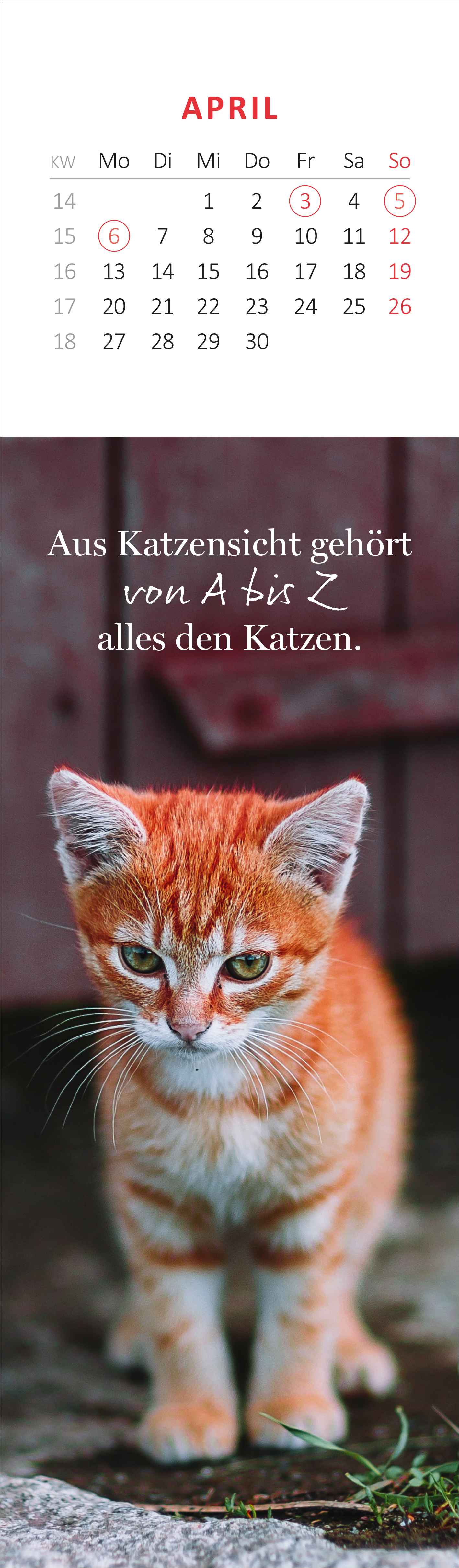 Gezeigt wird eine Innen- oder Zusatzansicht von „Lesezeichenkalender Katzenglück 2026“. Der Kalender zeigt im oberen Teil eine tabellarische Monatsansicht für April mit weißen Kästchen auf rotem Hintergrund. Darunter steht in eleganter, schwarzer Schrift der Satz „Aus Katzensicht gehört von A bis Z alles den Katzen.“ Neben dem Text ist ein niedliches, orangefarbenes Kätzchen abgebildet, das direkt in die Kamera schaut. Der Hintergrund ist verschwommen und vermittelt eine...