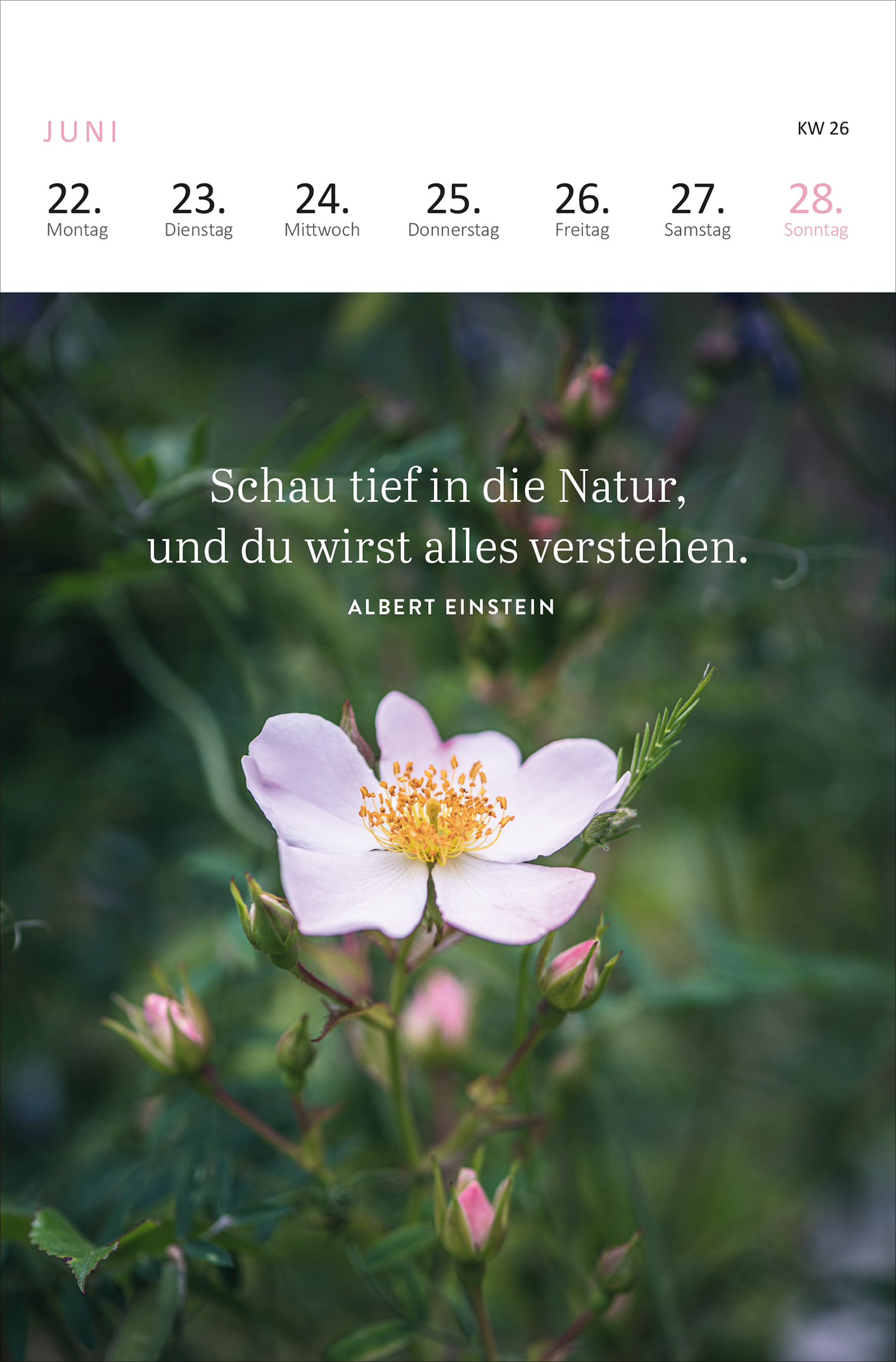 Gezeigt wird eine Innen- oder Zusatzansicht von „Wochenkalender Wald, Wiese und wunderbar 2026“. Der Kalender zeigt auf einer Seite ein zartes, hellrosa blühendes Wildrosenmotiv, umgeben von sanften Grüntönen. Darunter steht in eleganter, geschwungener Schrift das Zitat von Albert Einstein: „Schau tief in die Natur, und du wirst alles verstehen.“ Die Wochentage sind in klaren, gut lesbaren Typografien am oberen Rand angeordnet, wobei der Sonntag in sanftem Rosa hervorgehoben ist.