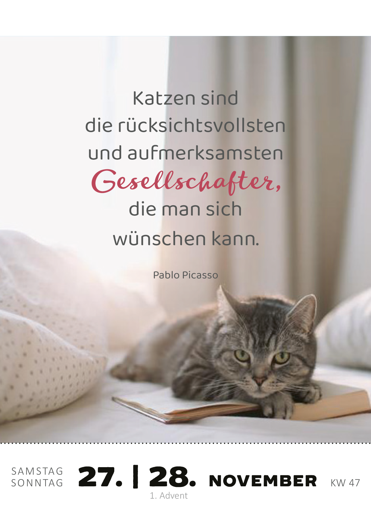 Gezeigt wird eine Innen- oder Zusatzansicht von „Abreißkalender Katzenweisheiten 2027“. Die Ansicht zeigt eine sanfte Farbpalette in Weiß und Grau, ergänzt durch ein harmonisches Rosa für die Hervorhebungen. Im Vordergrund liegt eine gefleckte grau-weiße Katze, die entspannt auf einem Kissen liegt. In der Mitte steht der Spruch: „Katzen sind die rücksichtsvollsten und aufmerksamsten Gesellschafter, die man sich wünschen kann.“ darunter folgt der Name des Autors, Pablo Picasso....