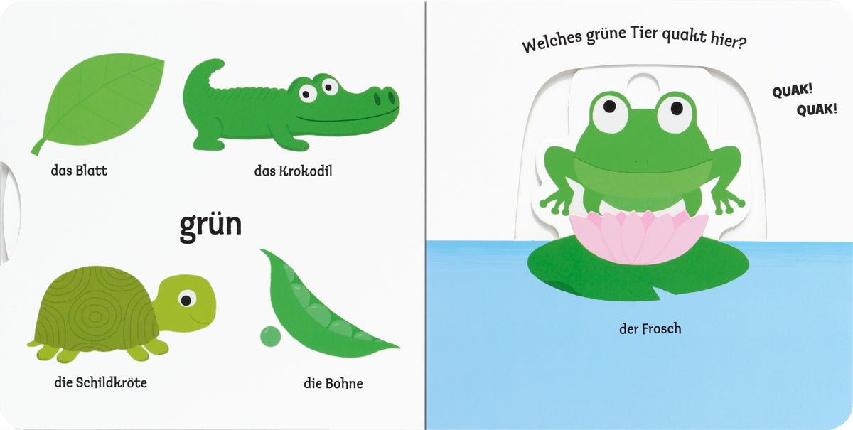Gezeigt wird eine Innen- oder Zusatzansicht von „Mein erstes Buch von den Farben“. Auf der linken Seite sind verschiedene grüne Elemente dargestellt: ein Blatt, ein Krokodil, eine Schildkröte und eine Bohne, jeweils mit einfachen Illustrationen und beschriftet. Die zentrale Farbe ist ein kräftiges Grün. Die Schrift ist groß und klar lesbar, mit dem Wort „grün“ als Fokus. Auf der rechten Seite erwacht ein Frosch auf einer Lilie zum Leben, mit der Frage „Welches grüne Tier quakt...