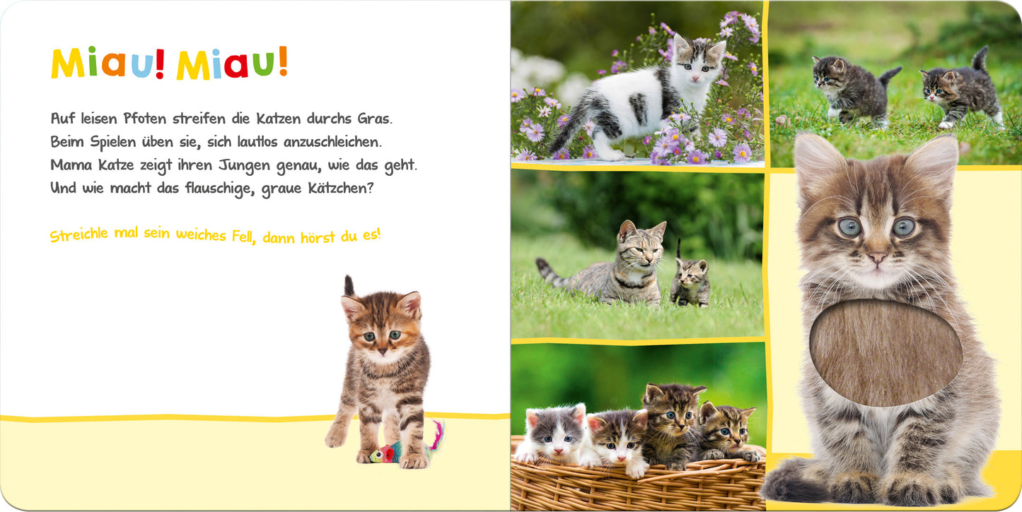 Innenseite des Buches „Hör mal rein, wer kann das sein? - Lieblingstiere“. Links steht der Text „Miau! Miau!“ in bunten Buchstaben auf hellgelbem Hintergrund. Illustrationen zeigen kätzische Szenen: eine gestreifte Katze mit einem Spielzeug, zwei kleine Kätzchen in einer Blumenwiese, und eine Gruppe von Katzen in einem Korb. Der rechte Bereich zeigt eine große, graue Katze mit einem Loch in der Mitte. Farben: Gelb, Weiß, Grau, Braun und Grün dominieren das Design.