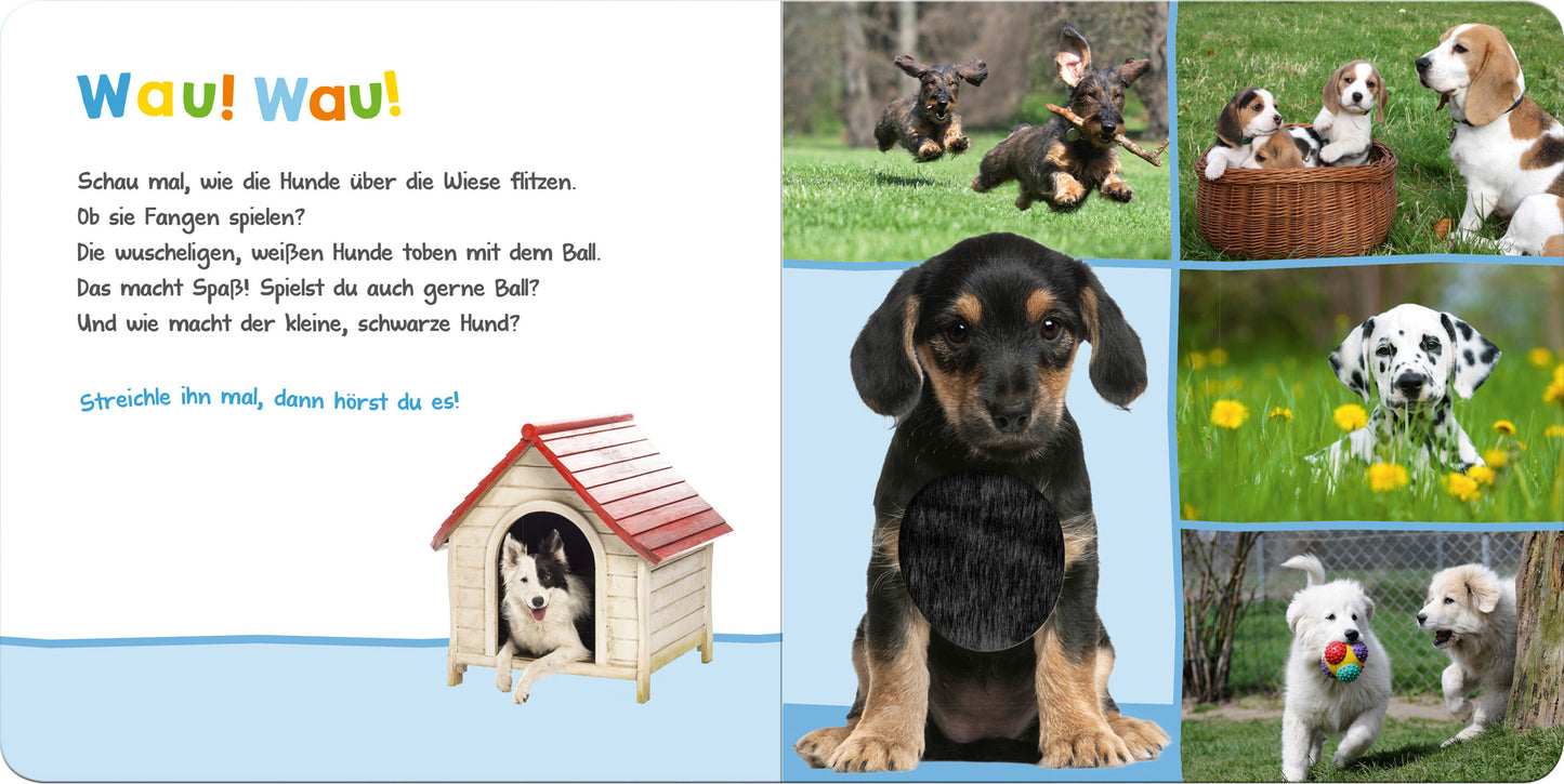 Auf der Innenseite des Buches „Hör mal rein, wer kann das sein? - Lieblingstiere“ wird ein spielender Hund abgebildet, der vor einer Hundehütte sitzt. Links steht der fröhliche Text „Wau! Wau!“, der die Aktionen der Hunde beschreibt. Neben Bildern von verschiedenen Hunden: ein kleiner, brauner, ein Dackel, ein Dalmatiner und ein weiterer Hund mit einem Ball. Die Farben sind lebhaft, mit einem dominierenden Blau und grünen Wiesen im Hintergrund.