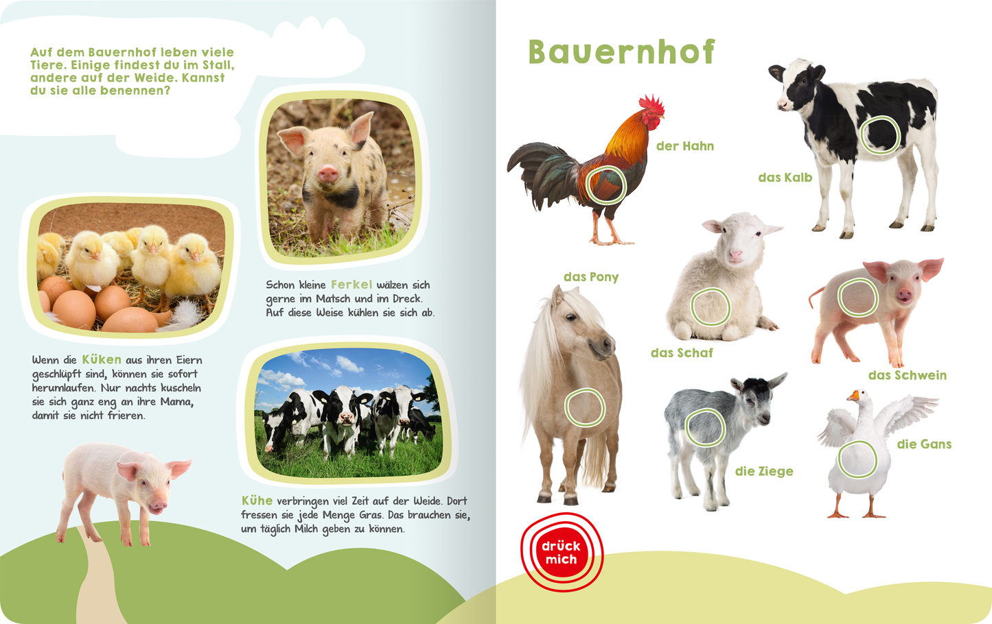 Gezeigt wird eine Innen- oder Zusatzansicht von „Mein großes Buch der Tiergeräusche“. Auf der linken Seite sind Bilder von Tieren auf einem Bauernhof zu sehen: ein grunzendes Ferkel, Küken in Eierschalen und Kühe auf der Wiese. Auf der rechten Seite steht das Wort „Bauernhof“ in großen, bunten Buchstaben. Darunter sind Illustrationen von Tieren wie Hahn, Kalb, Pony und Ziege, umrahmt von bunten Kreisen. Ein rotes Symbol „drück mich“ fügt einen interaktiven Aspekt hinzu.