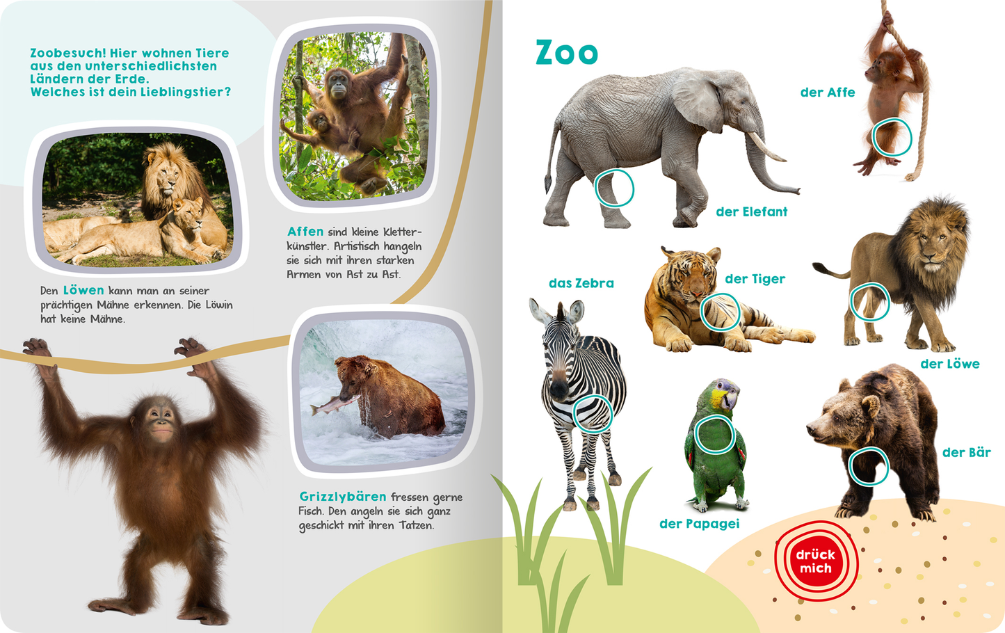 Gezeigt wird eine Innen- oder Zusatzansicht von „Mein großes Buch der Tiergeräusche“. Die Seite präsentiert verschiedene Tiere im Zoo, darunter Affen, Elefanten und Löwen, die in lebendigen Farben dargestellt sind. Kreise markieren die Tiere, wobei die Typografie klar und groß gehalten ist, um die Tiernamen hervorzuheben. Auf der linken Seite sind Bilder von Affen und Grizzlybären, während die rechte Seite die Tiere mit deren Bezeichnungen zeigt. Der Hintergrund ist in sanften...