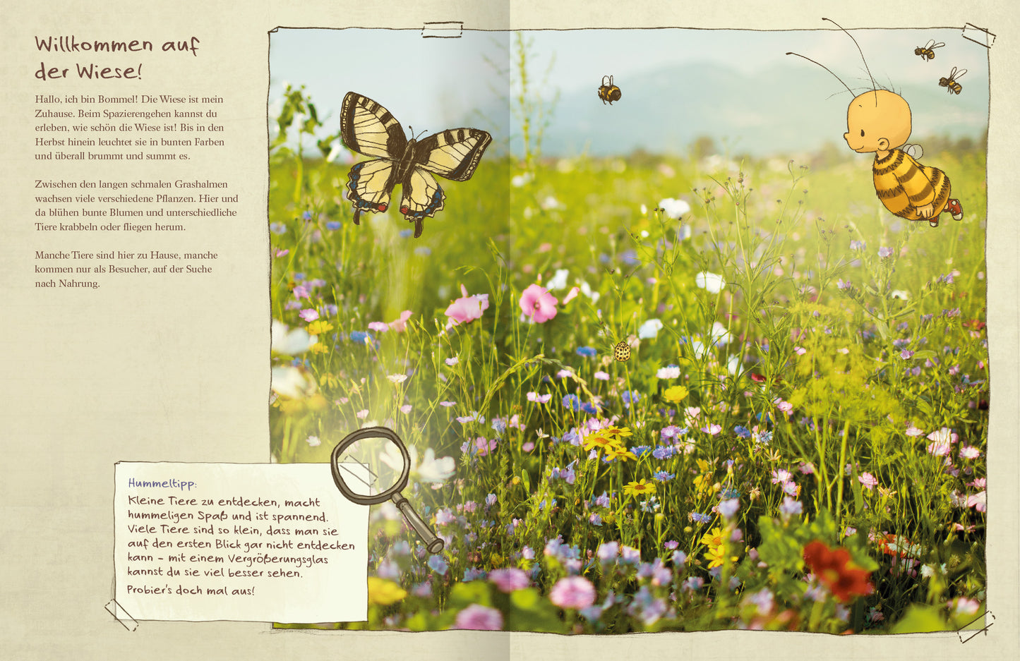 Gezeigt wird eine Innenansicht von „Die kleine Hummel Bommel entdeckt die Wiese“. Die Seite zeigt ein Foto einer bunten Blumenwiese. Im Vordergrund sind Illustrationen der kleine Hummel Bommel, weiterer Bienen und eines Schmetterlings zu sehen, die über die Wiese fliegen. Links von dem Foto ist der Haupttext platziert. Über der unteren linken Ecke ist ein Infokasten platziert, der durch ein Lupensymbol gekennzeichnet ist.