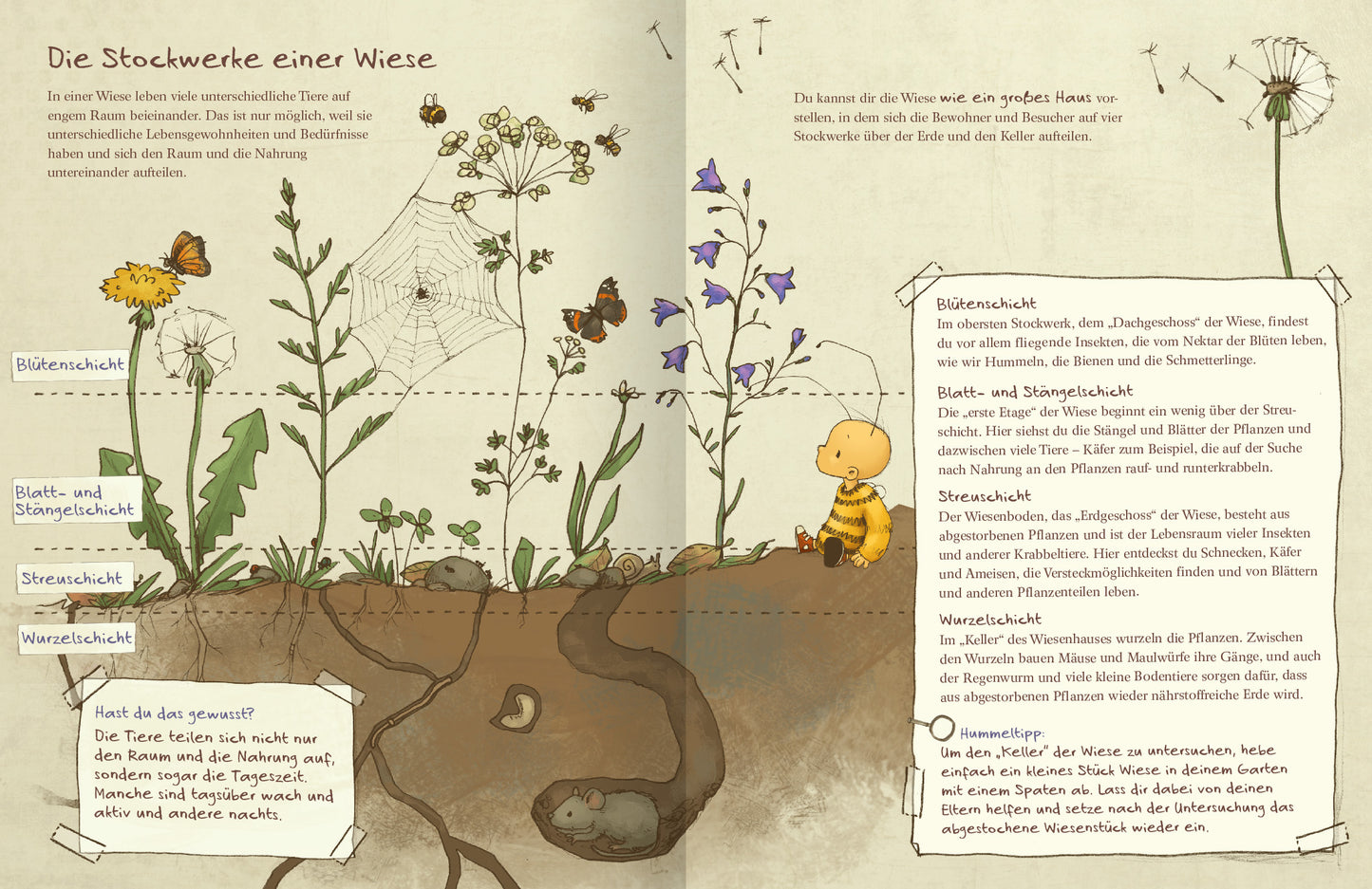 Gezeigt wird eine Innenansicht von „Die kleine Hummel Bommel entdeckt die Wiese“. Die Illustration zeigt einen Querschnitt der verschiedenen Schichten einer Wiese – von der Wurzelschicht bis an die Blütenschicht. Ergänzt wird die Darstellung durch handgeschriebene Notizen, die Informationen über die Wiese und ihre Bestandteile liefern.