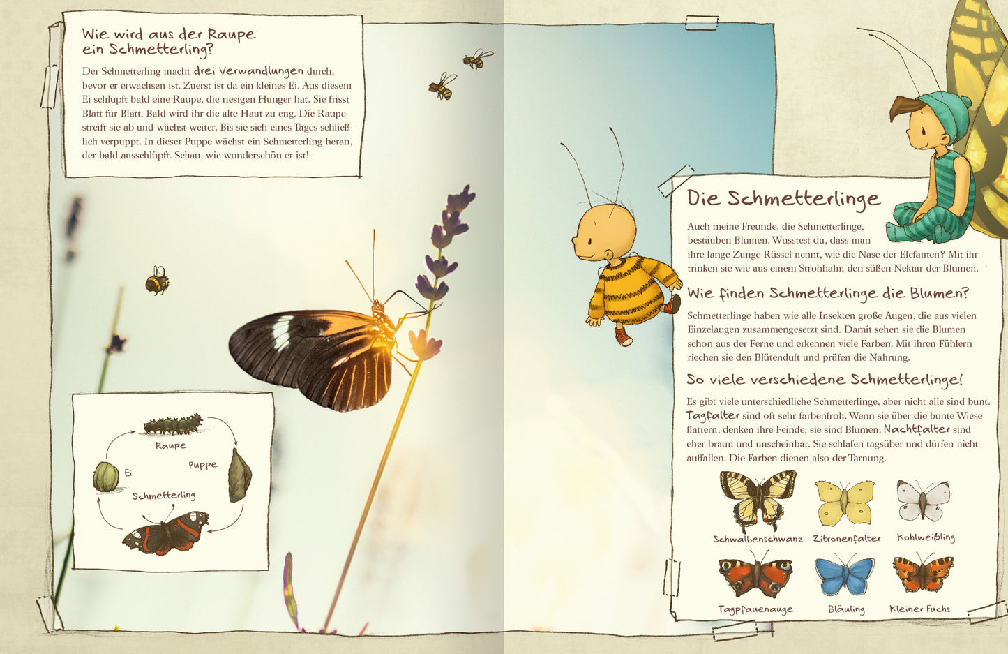 Gezeigt wird eine Innenansicht von „Die kleine Hummel Bommel entdeckt die Wiese“. Auf der Seite ist ein Foto eines Schmetterlings zu sehen, der auf einer Blüte sitzt. Darum herum finden sich Informationskästen und illustrative Darstellungen der verschiedenen Stadien vom Ei, über die Raupe zum Schmetterling. Auch die kleine Hummel Bommel und Ricardo Schmetterling sind auf der Seite zu sehen.