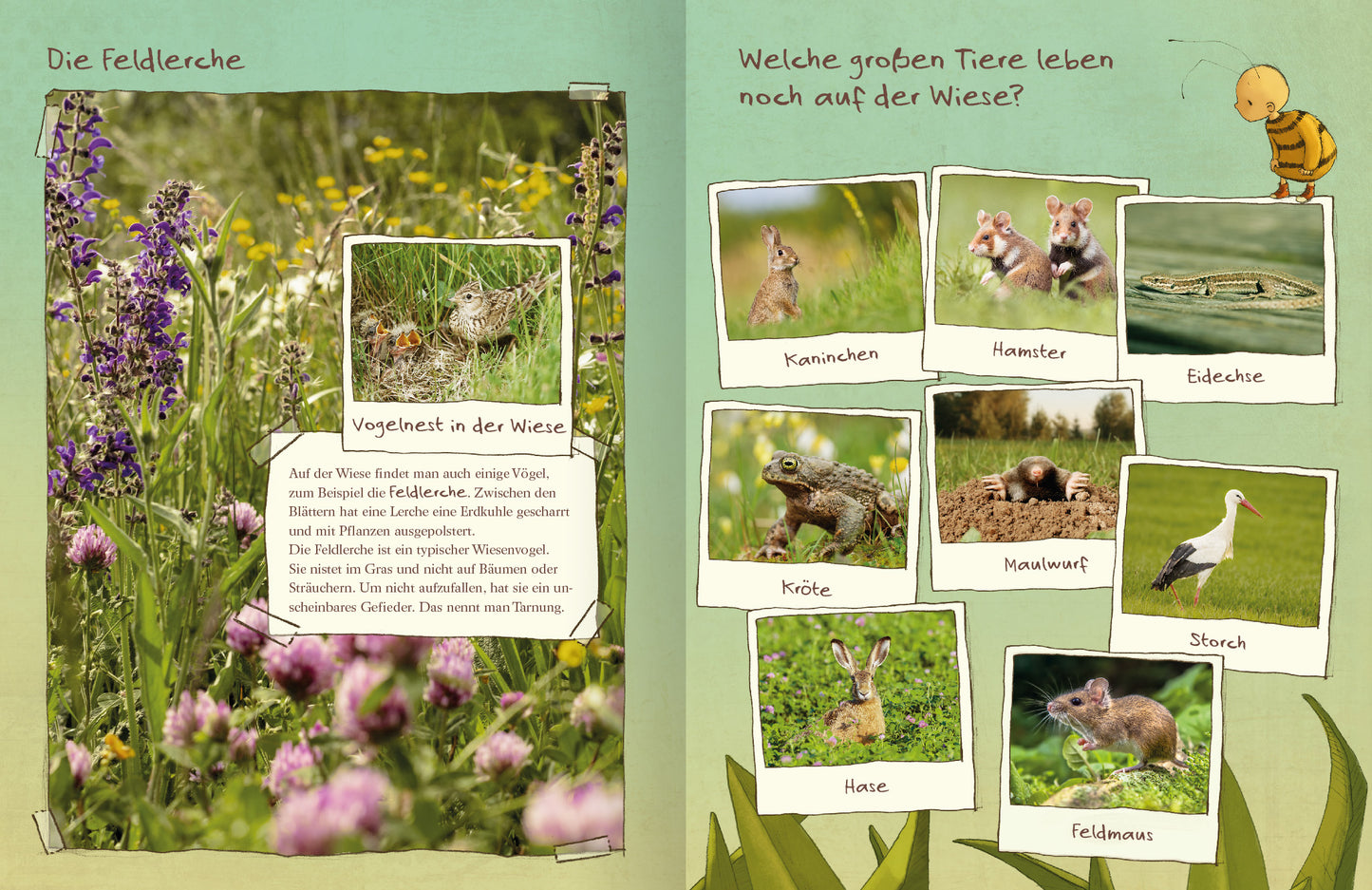 Gezeigt wird eine Innenansicht von „Die kleine Hummel Bommel entdeckt die Wiese“. Auf der linken Seite befinden sich im Hintergrund das Foto einer bunten Blumenwiese. Darüber liegt ein Foto eines Vogelnestes einer Feldlerche, mit einem zusätzlichen informativen Text. Die rechte Seite zeigt fotografierte Tiere, darunter einen Hasen, zwei Hamster, eine Eidechse und einen Storch. Unter den Bildern stehen die Namen der Tiere.