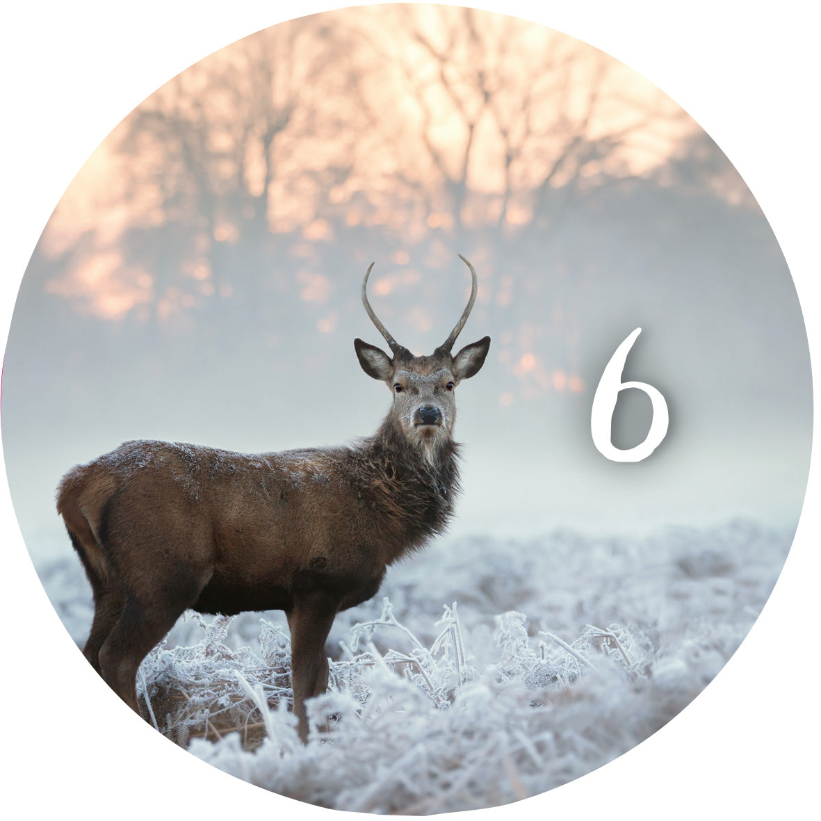 Gezeigt wird eine Innen- oder Zusatzansicht von „Adventskalender in der Dose. 24 Momente der Achtsamkeit“. Die Abbildung zeigt ein elegantes, rundes Motiv mit einem Reh, das in einer frostigen Landschaft steht. Im Hintergrund ist eine sanfte, verschwommene Winterlandschaft zu sehen, während der Himmel in sanften Pastellfarben leuchtet. Die Zahl „6“ ist in einer verspielten, gut lesbaren Schriftart in der unteren rechten Ecke platziert.