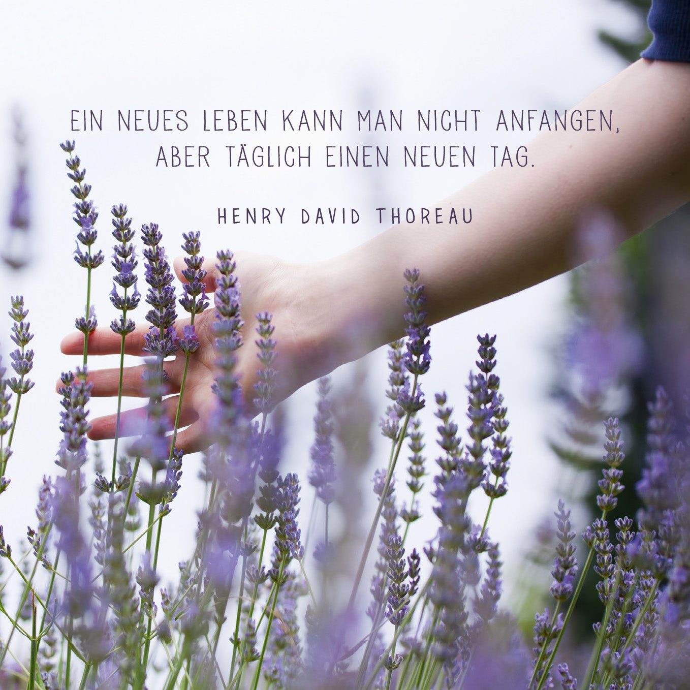 Gezeigt wird eine Innen- oder Zusatzansicht von „Achtsamkeit für dich“. Die Darstellung zeigt eine sanfte, klare Komposition mit einer Hand, die zarte Lavendelblüten berührt. Der Hintergrund ist in sanften Grüntönen gehalten, was eine beruhigende Atmosphäre schafft. Über der Bildmitte steht in einer eleganten, lesbaren Schrift: „Ein neues Leben kann man nicht anfangen, aber täglich einen neuen Tag.“ von Henry David Thoreau. Die Typografie ist in Weiß gehalten und kontrastiert...