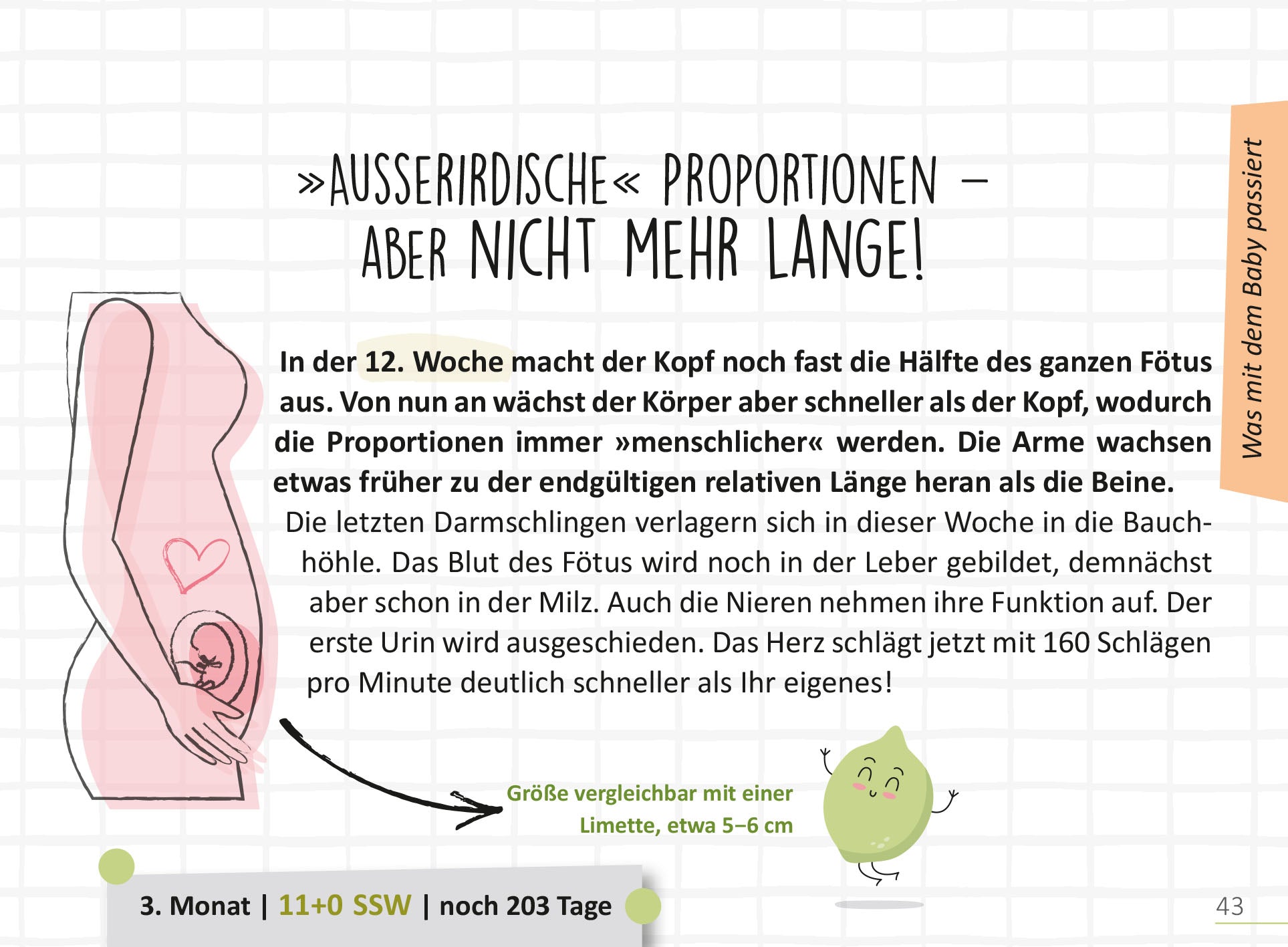 Gezeigt wird eine Innen- oder Zusatzansicht von „Deine Schwangerschaft, Tag für Tag“. Die Seite präsentiert eine illustrierte Darstellung einer schwangeren Frau, die einen offenen Bauch zeigt, in dem ein Fötus sichtbar ist. Die Überschrift „»ausserirdische« Proportionen – aber nicht mehr lange!“ ist in einer großen, auffälligen Schriftart gestaltet. Der Text in einem klaren, leicht lesbaren Format beschreibt Entwicklungen in der 12. Woche der Schwangerschaft. Sanfte Farben und...