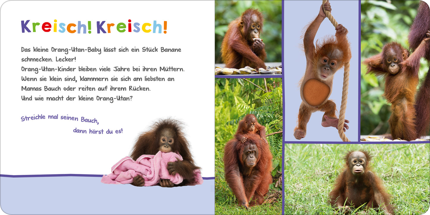 Gezeigt wird eine Innen- oder Zusatzansicht von „Hör mal rein, wer kann das sein? – Tierbabys“. Die Seite zeigt auf der linken Seite einen bunten Hintergrund mit dem Titel „Kreisch! Kreisch!“ in großen, verspielten Buchstaben. Rechts sind mehrere Bilder von Orang-Utan-Babys abgebildet, die in verschiedenen Positionen und mit unterschiedlichen Gesichtsausdrücken dargestellt sind. Die Farbpalette umfasst warme Erdtöne sowie sanfte Pastellfarben, die eine freundliche, einladende...