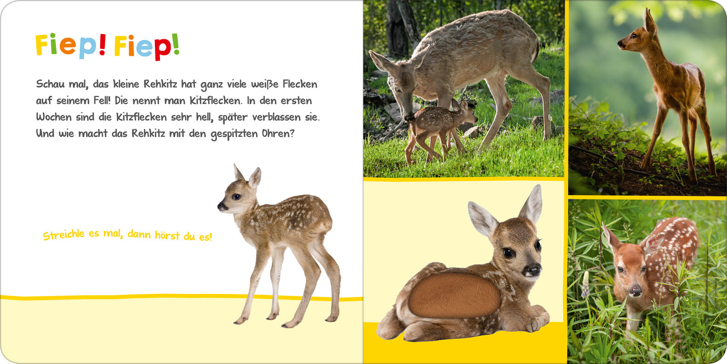 Gezeigt wird eine Innen- oder Zusatzansicht von „Hör mal rein, wer kann das sein? – Tierbabys“. Auf der linken Seite befindet sich ein farbenfrohes Layout mit gelbem Hintergrund und einem großen, fetten Titel „Fiep! Fiep!“. Es wird ein Rehkitz auf einem Wiesenhintergrund präsentiert, umgeben von weiteren Bildern von Rehkitz-Varianten, die sanfte Farben wie Braun, Beige und Grün aufweisen. Die Typografie ist verspielt und handschriftlich, was eine freundliche Atmosphäre schafft.