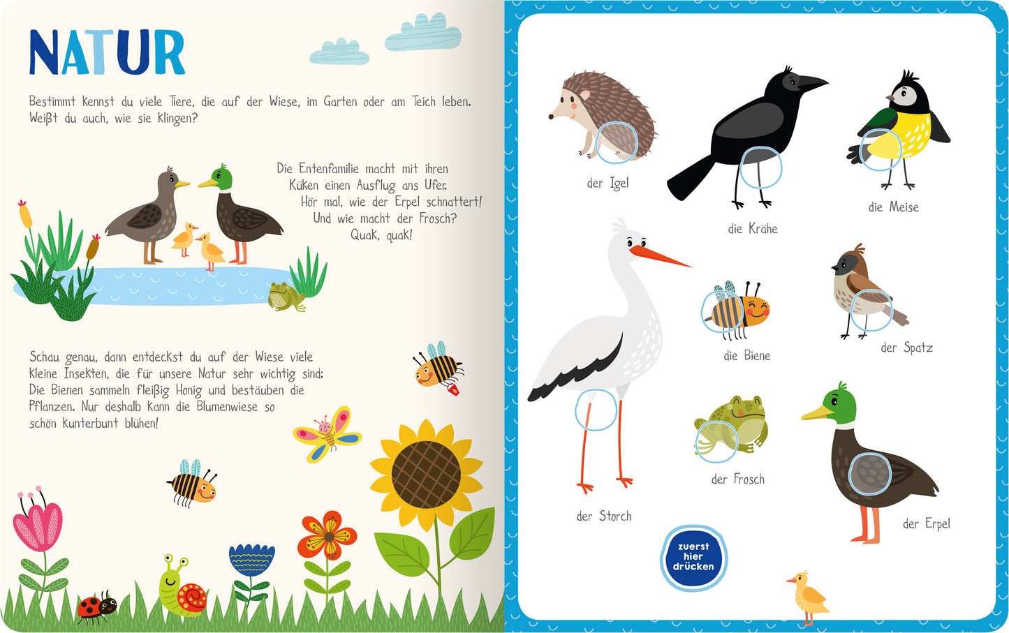 Gezeigt wird eine Innen- oder Zusatzansicht von „Mein kunterbuntes Soundbuch – Tiere“. Die linke Seite zeigt eine bunte Landschaft mit einer Wasserstelle, umgeben von verschiedenen Tieren wie Enten und einem Igel. Stilvolle Illustrationen in lebhaften Farben, darunter Gelb, Grün und Blau, gestalten die Szene fröhlich. Auf der rechten Seite sind weitere Tiere wie eine Krähe und ein Storch abgebildet, begleitet von ihren deutschen Namen in klarer, verspielter Typografie. Der Hintergrund...