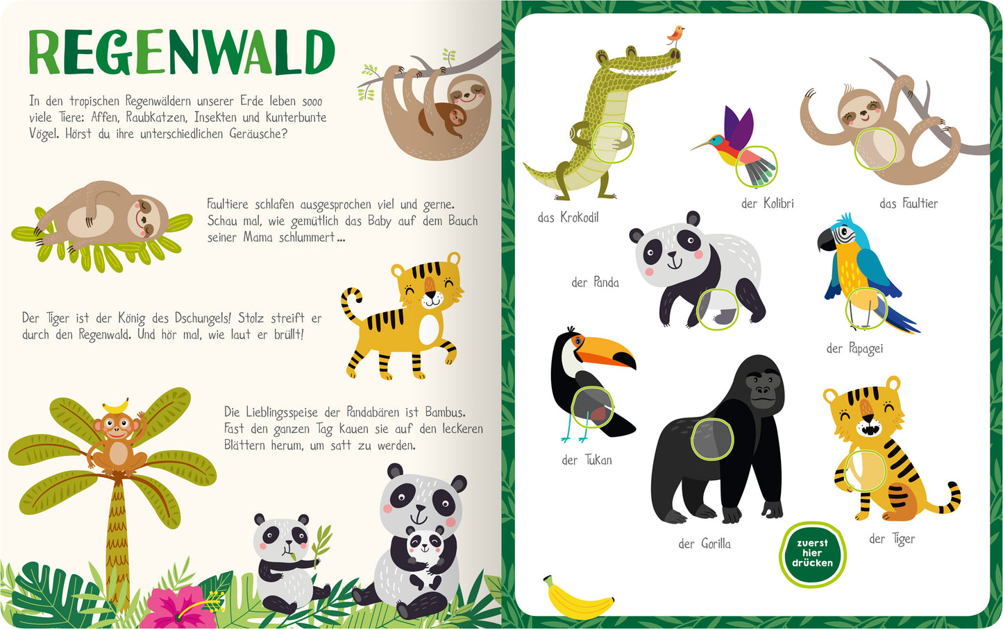 Gezeigt wird eine Innenansicht von „Mein kunterbuntes Soundbuch – Tiere“. Auf der linken Seite ist der Titel „Regenwald“ in verspielter, bunter Schrift zu sehen. Daneben sind niedliche Illustrationen von Tieren wie Faultier, Tiger und Krokodil, umgeben von grünen Pflanzen. Die rechte Seite zeigt weitere Tierillustrationen, darunter Papagei und Gorilla, mit beschreibenden Texten in einer klaren, lesbaren Schrift. Die gesamte Farbpalette ist lebhaft und einladend, mit dominierenden...