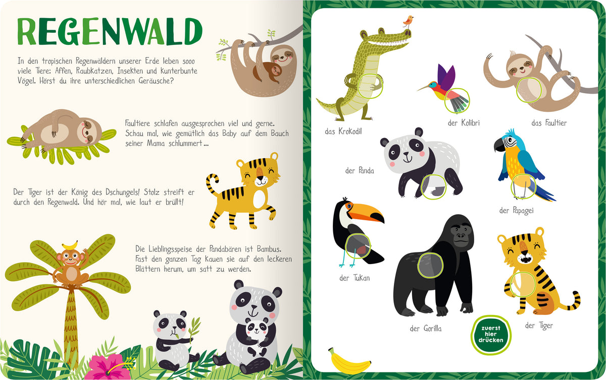 Gezeigt wird eine Innenansicht von „Mein kunterbuntes Soundbuch – Tiere“. Auf der linken Seite ist der Titel „Regenwald“ in verspielter, bunter Schrift zu sehen. Daneben sind niedliche Illustrationen von Tieren wie Faultier, Tiger und Krokodil, umgeben von grünen Pflanzen. Die rechte Seite zeigt weitere Tierillustrationen, darunter Papagei und Gorilla, mit beschreibenden Texten in einer klaren, lesbaren Schrift. Die gesamte Farbpalette ist lebhaft und einladend, mit dominierenden...