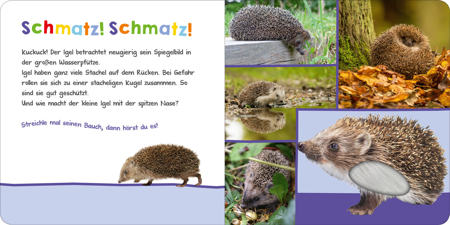 Gezeigt wird eine Innen- oder Zusatzansicht von „Hör mal rein, wer kann das sein? – Im Garten“. Die Seite enthält den Titel „Schmatz! Schmatz!“ in bunten, verspielten Buchstaben. Links steht ein Textfeld mit einer Einladung zum Streicheln, um den kleinen Igel zu erkunden. Rechts sind mehrere Bilder eines Igels, der verschiedene Aktivitäten zeigt, umgeben von einer natürlichen Umgebung aus Laub und Wasser. Die Farbpalette ist lebhaft und einladend, darunter dominierende Farben in...