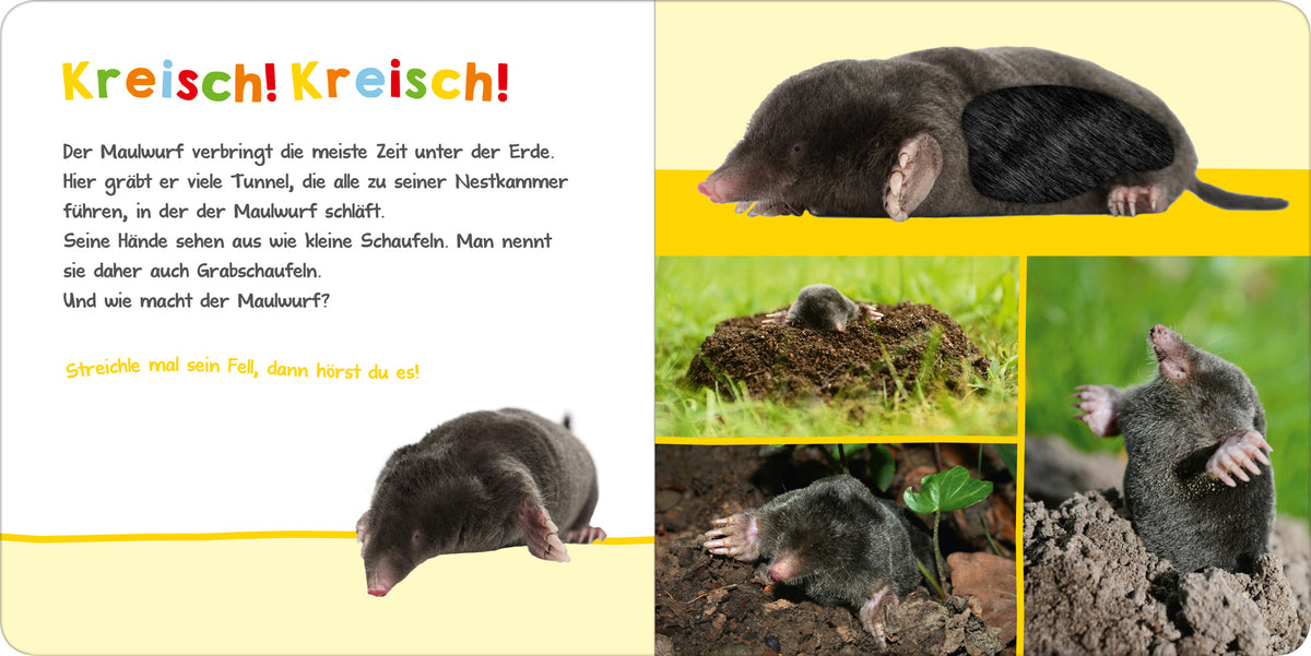 Gezeigt wird eine Innen- oder Zusatzansicht von „Hör mal rein, wer kann das sein? – Im Garten“. Die Seite ist farbenfroh gestaltet, mit einem gelben und orangefarbenen Titel „Kreisch! Kreisch!“. Links befindet sich ein Textblock mit einer kurzen Beschreibung des Maulwurfs. Auf der rechten Seite sind vier Fotos des Maulwurfs zu sehen, die seine Lebensweise und Merkmale zeigen. Die Typografie ist kindgerecht und gut lesbar, was die Aufmerksamkeit der jüngeren Leserschaft auf sich...