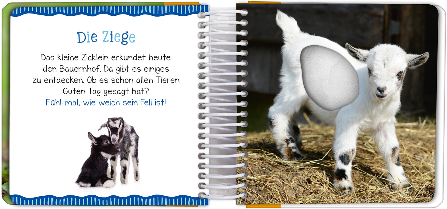 Gezeigt wird eine Innen- oder Zusatzansicht von „Mein großes Streichelbuch – Bauernhoftiere“. Auf der linken Seite steht der Titel „Die Ziege“ in einer verspielten blauen Schrift. Darunter folgt ein Text in klarer, gut lesbarer Schrift, der das Zicklein beschreibt. Rechts ist ein Bild eines Zickleins auf Stroh zu sehen, das mit einem hellen Hintergrund kontrastiert. Die Seite ist freundlich gestaltet, mit blauen Wellen am oberen Rand, was eine fröhliche Atmosphäre vermittelt.