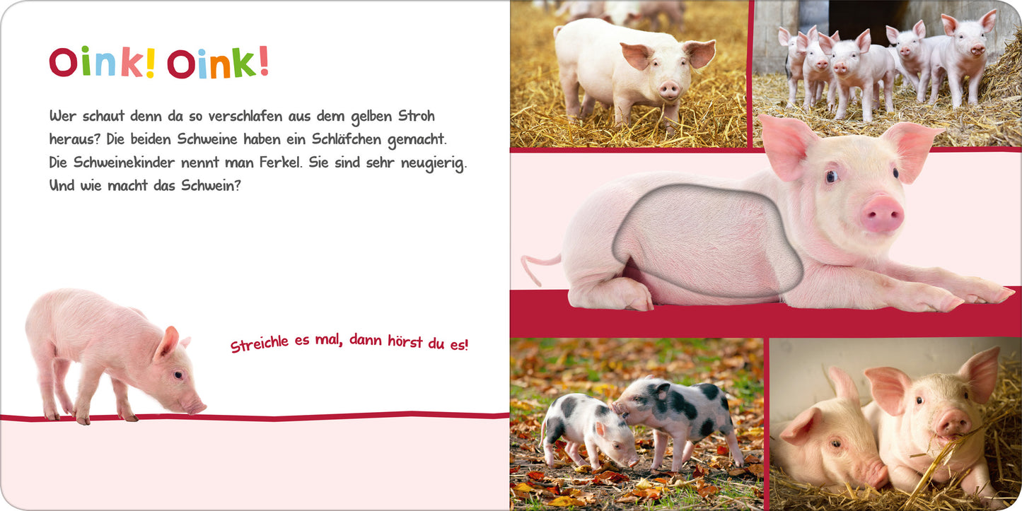 Gezeigt wird eine Innen- oder Zusatzansicht von „Hör mal rein, wer kann das sein? – Im Stall“. Die Seite enthält eine lebhafte, spielerische Gestaltung mit bunten Farben. Links ist ein pinker Hintergrund mit einem neugierigen Ferkel abgebildet, während die rechte Seite Fotografien von mehreren Ferkeln zeigt, die in verschiedenen Posen auf Stroh stehen. Die Überschrift „Oink! Oink!“ ist auffällig in einer großen, fröhlichen Schriftart geschrieben und zieht sofort die...