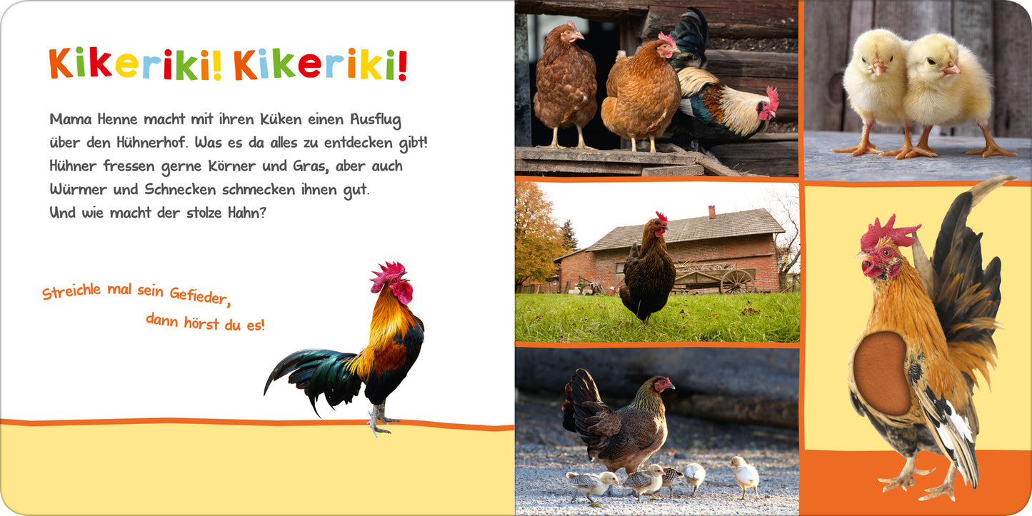 Gezeigt wird eine Innen- oder Zusatzansicht von „Hör mal rein, wer kann das sein? – Im Stall“. Auf der linken Seite befindet sich ein großer, bunter Titel „Kikeriki! Kikeriki!“ in auffälliger Schrift, umgeben von einer hellen, orangefarbenen Fläche. Darunter steht ein Text über Hühnerausflüge. Rechts sind vier Bilder: ein Hahn mit leuchtend roten und orangefarbenen Farben, mehrere Hühner sowie zwei niedliche gelbe Küken, die auf einem hellen Hintergrund angeordnet sind.