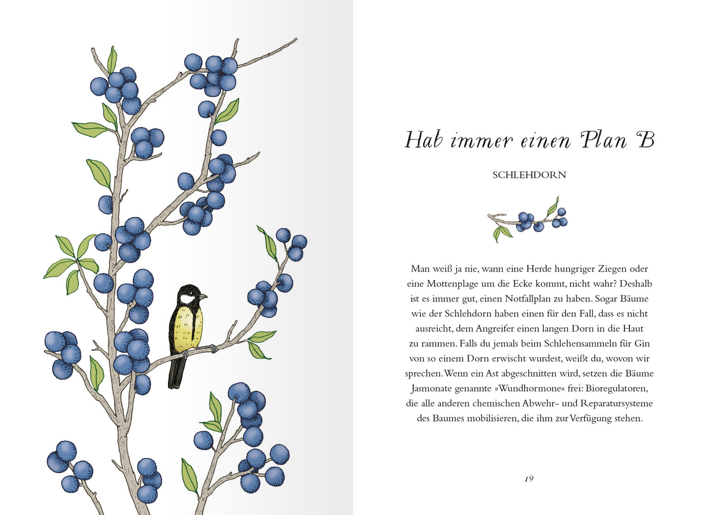Gezeigt wird eine Innen- oder Zusatzansicht von „Uralte Weisheiten der Bäume“. Die Seite zeigt eine stilisierte Illustration eines Schlehdornstrauchs mit leuchtend blauen Beeren und einer kleinen, gelb-schwarzen Vogel-Figur, die auf einem Ast sitzt. Auf der rechten Seite steht in elegantem, serifenloser Schrift der Titel „Hab immer einen Plan B“ zusammen mit dem Begriff „SCHELHEIDORN“. Der Hintergrund ist hell und sorgt für einen angenehmen Kontrast zu den bunten Elementen.